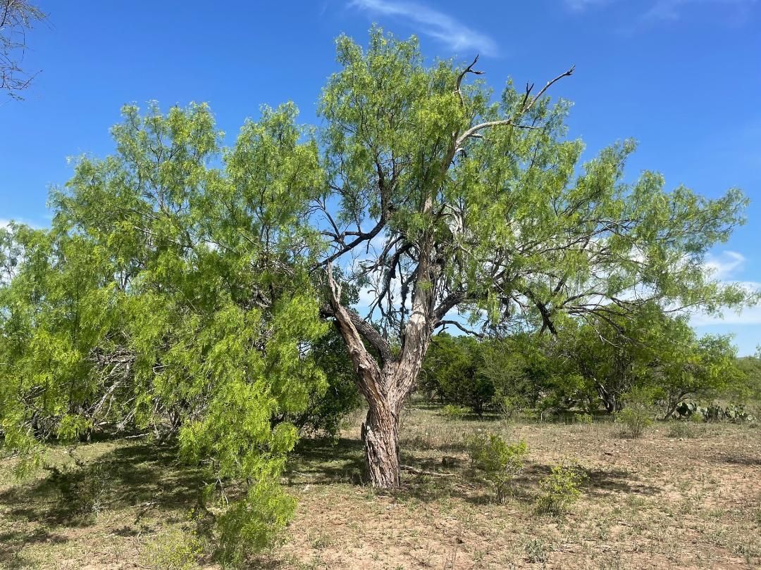 5 acres in Uvalde County, Texas