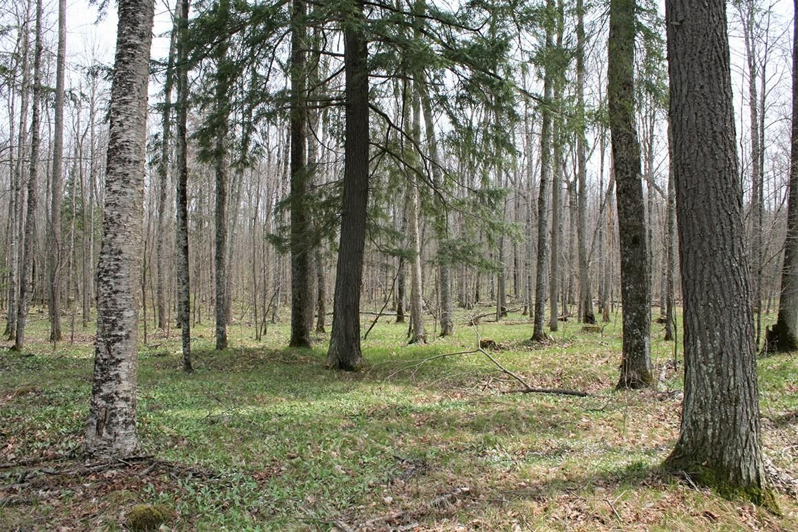 6.01 acres in Florence County, Wisconsin