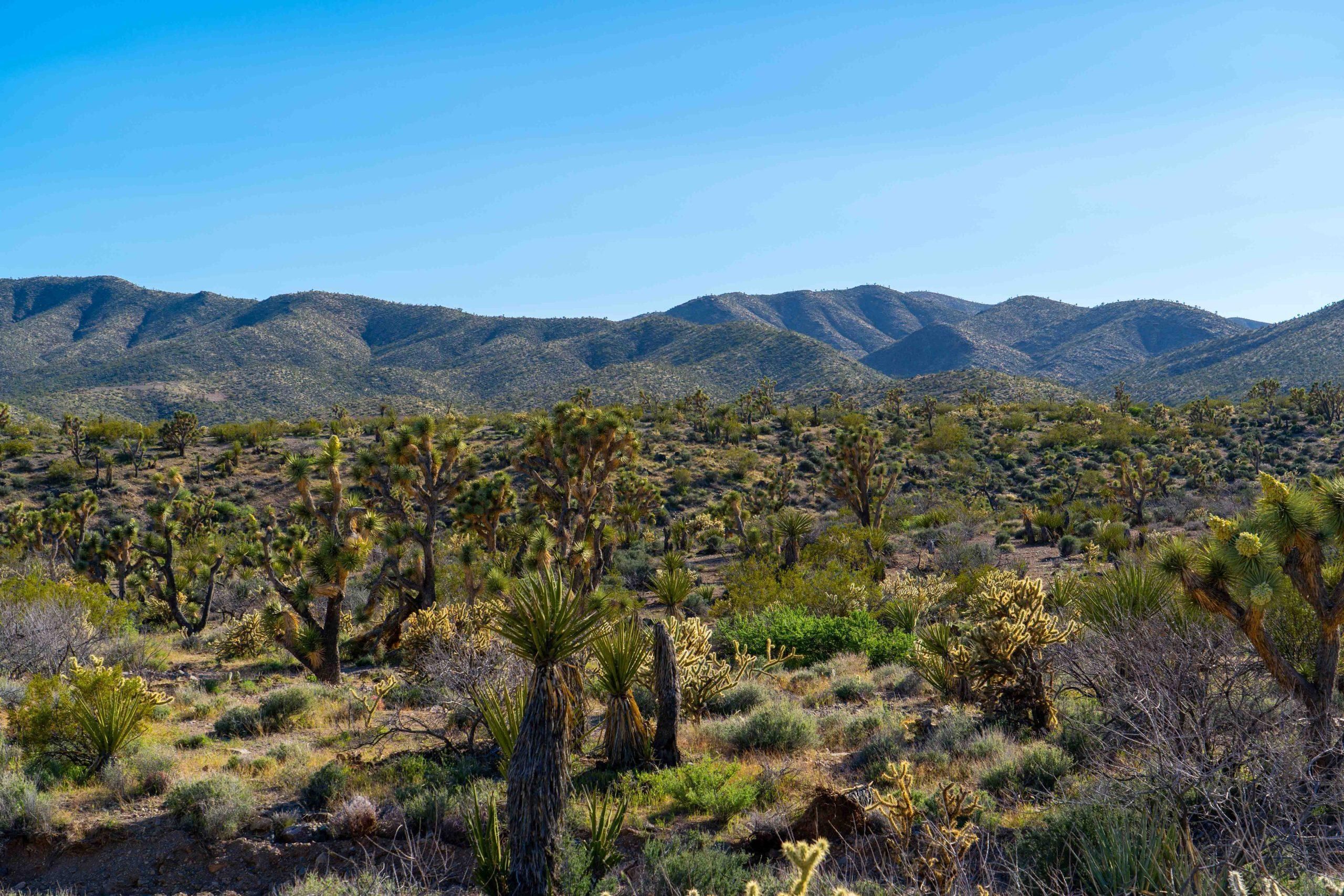 480 acres in Meadview, AZ, 86444
