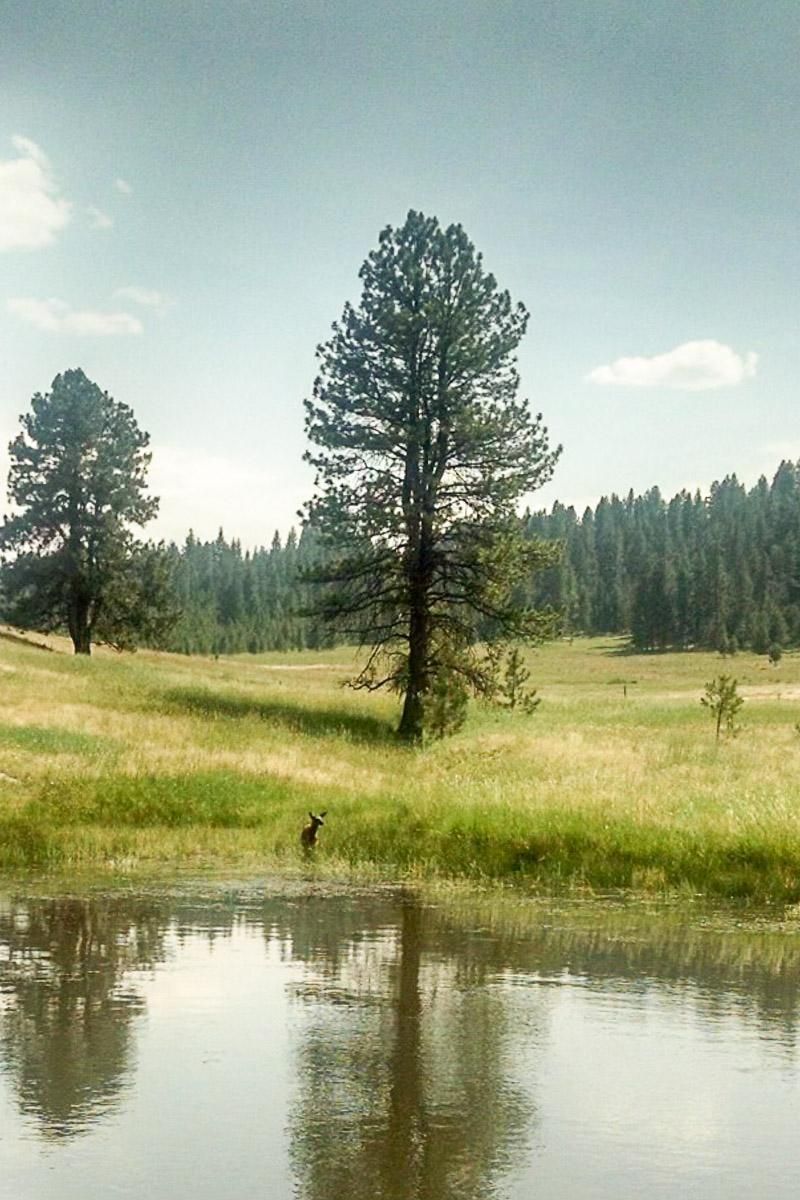 120 acres in Wallowa County, Oregon