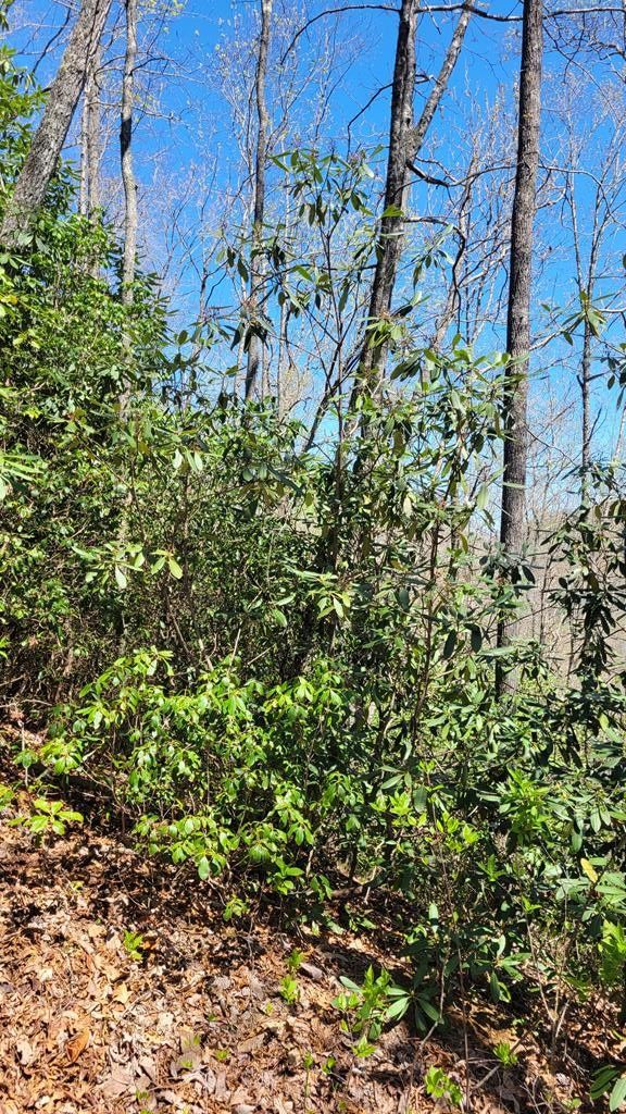 7 acres in Jackson County, North Carolina