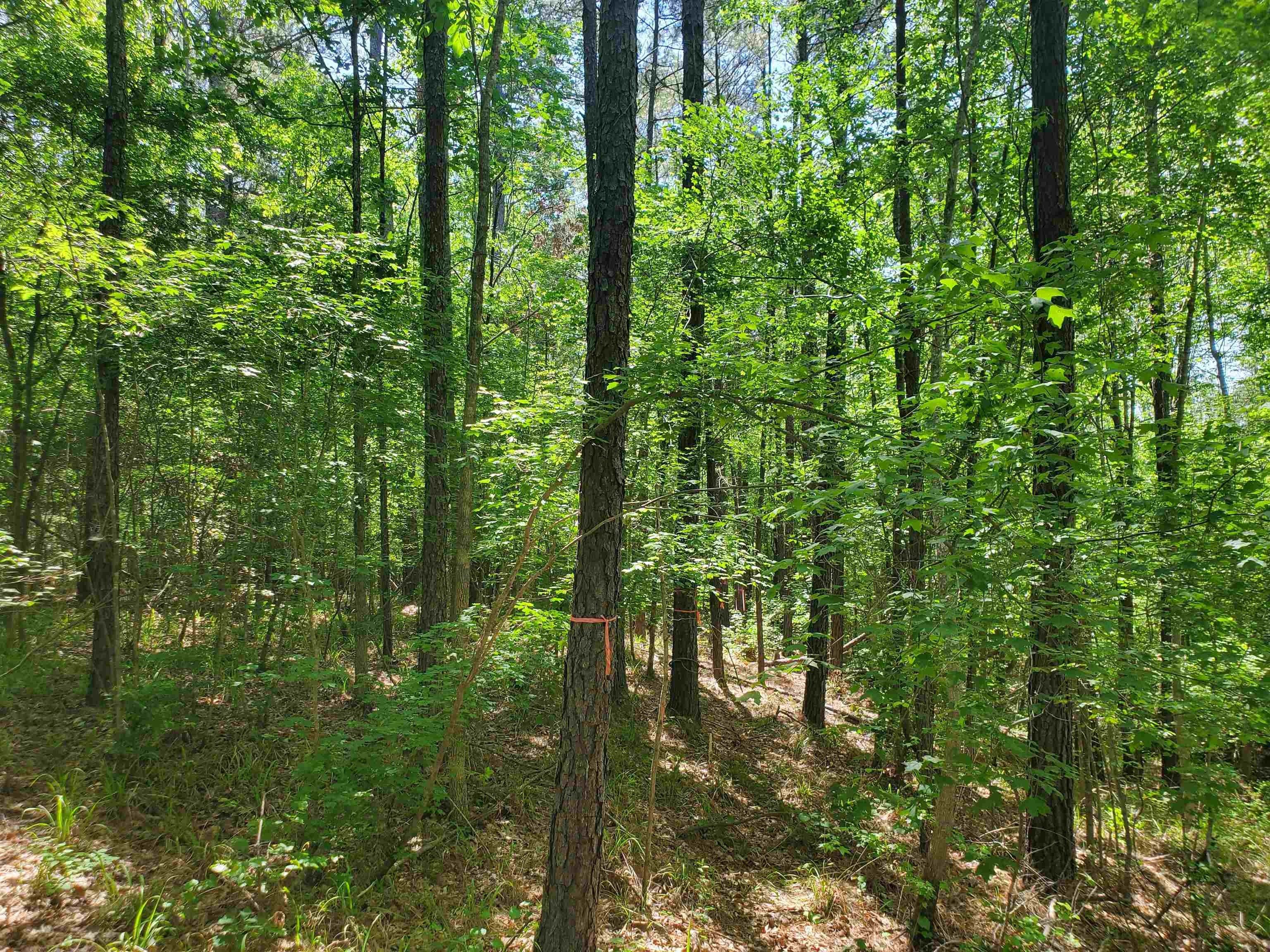 5 acres in Sabine County, Texas