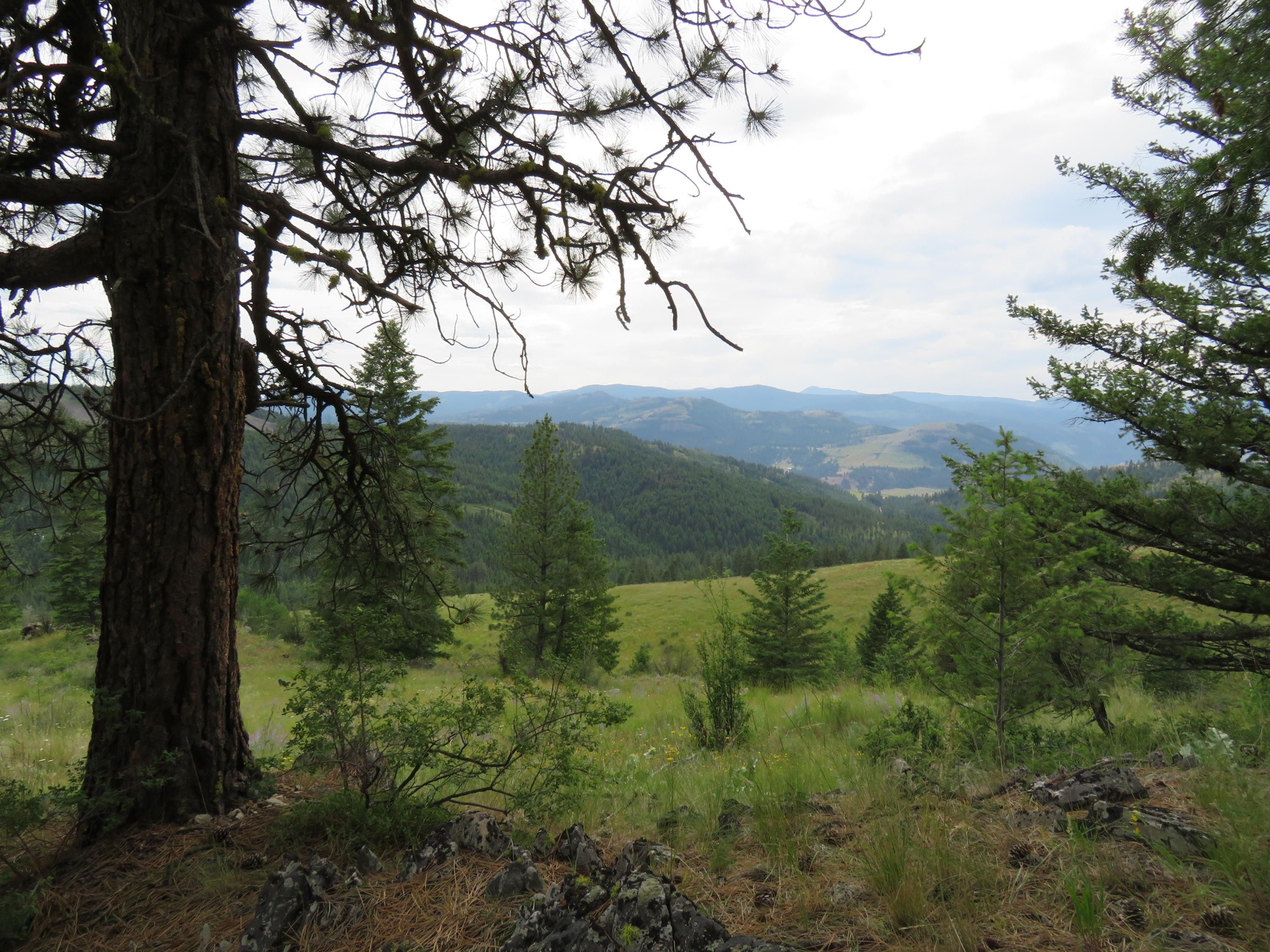 40 acres in Ferry County, Washington