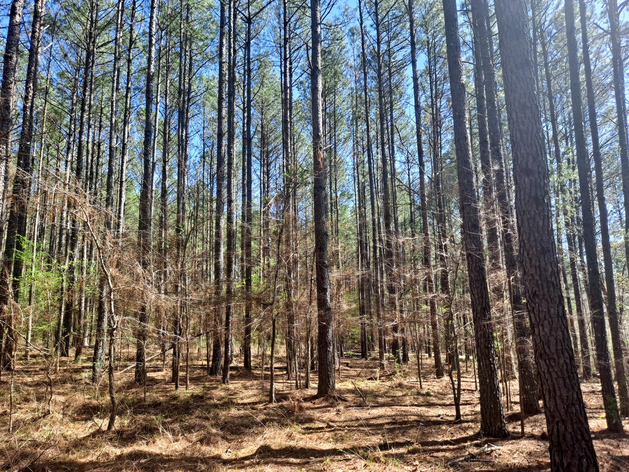 40 acres in Parrish, AL, 35580 MLS Parrish 40