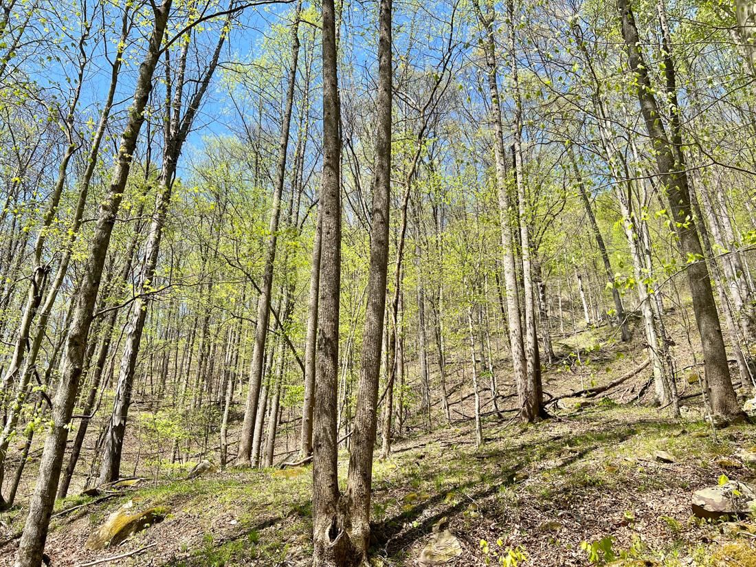 75 acres in Logan County, West Virginia