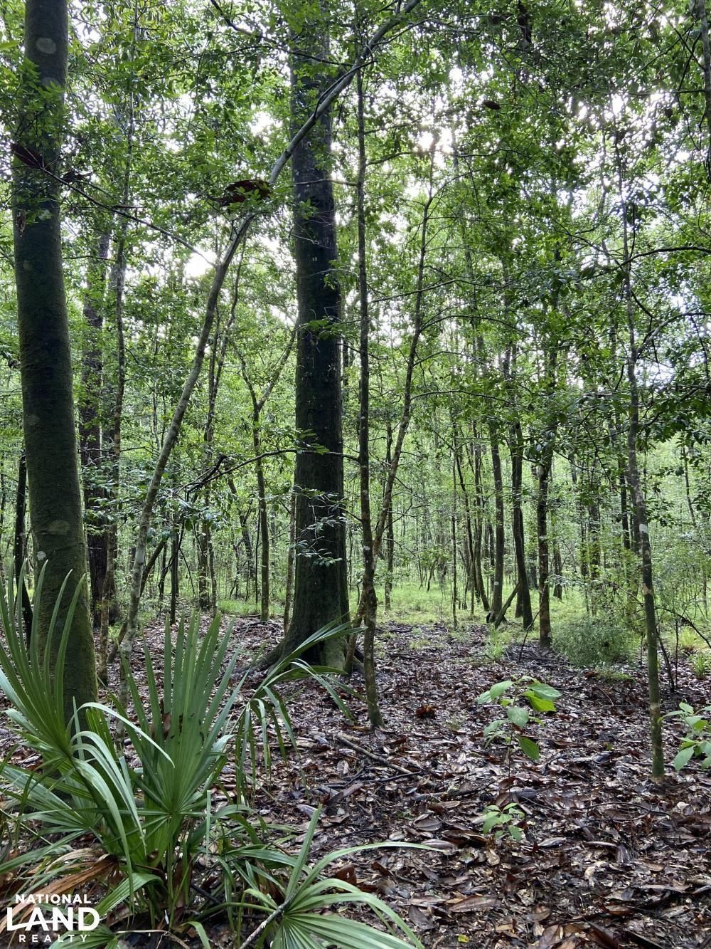 40 acres in Walton County, Florida
