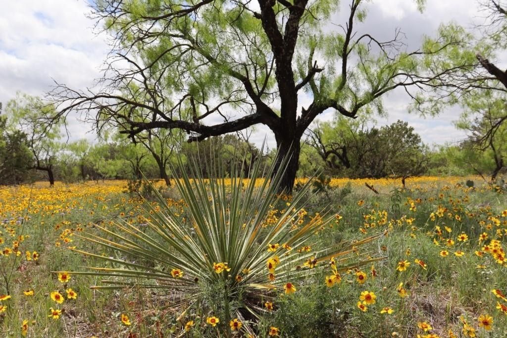 100 acres in Concho County, Texas
