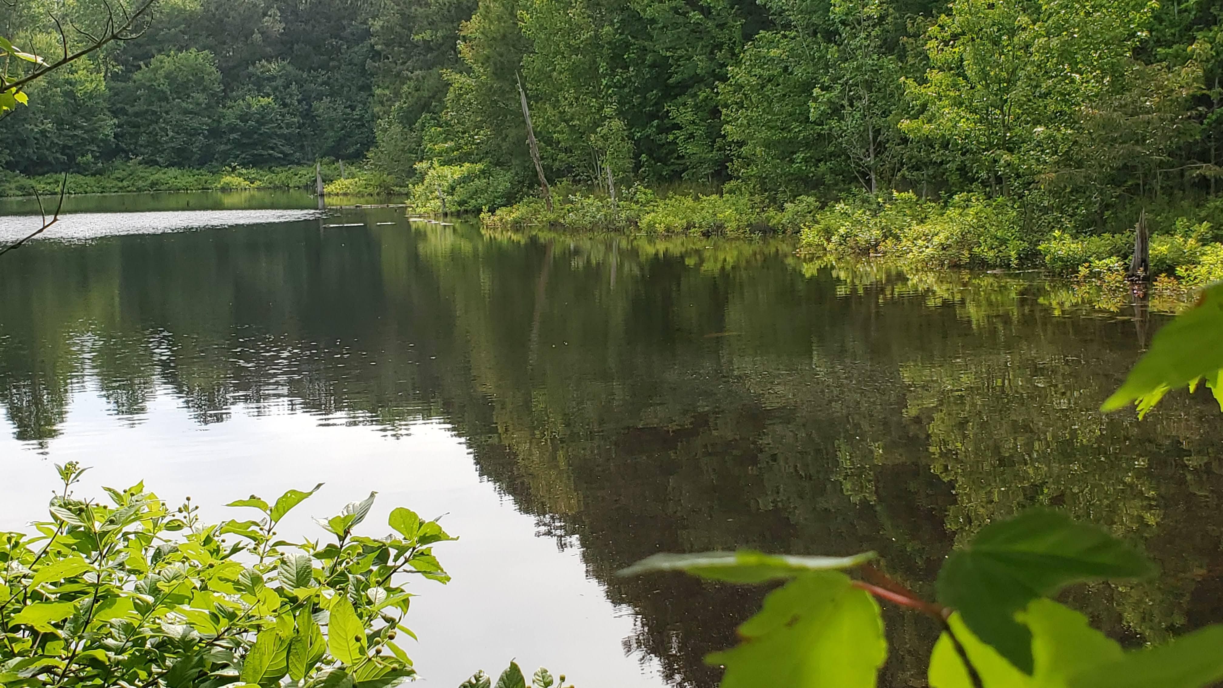 7 acres in Greene County,