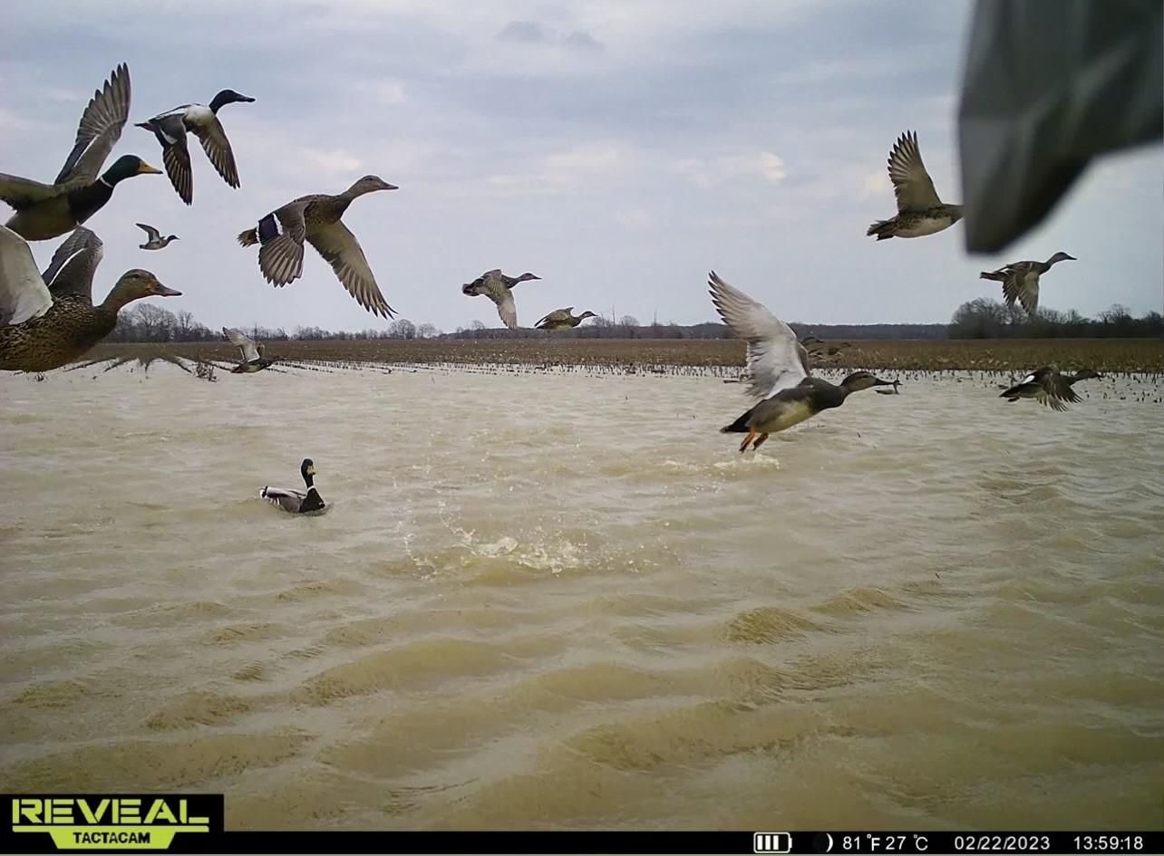 137 acres in Quitman County, Mississippi