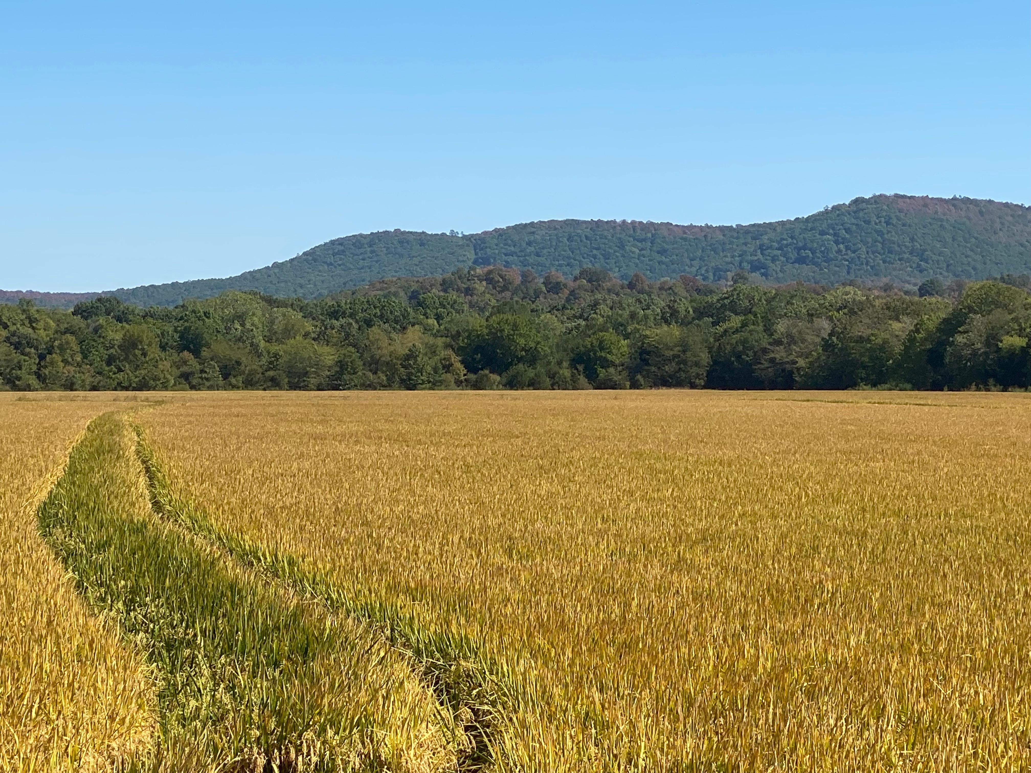 914 acres in Yell County, Arkansas