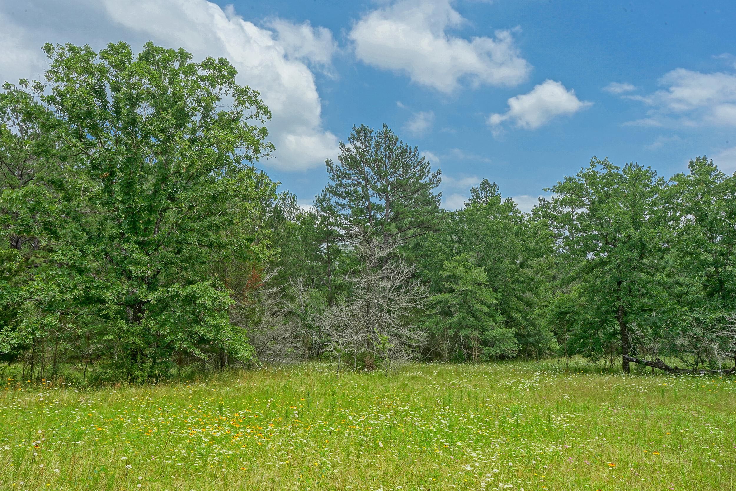 Blue Bird Lane, Bedias, TX 77831 MLS 13.79 Acres Bluebird Lane