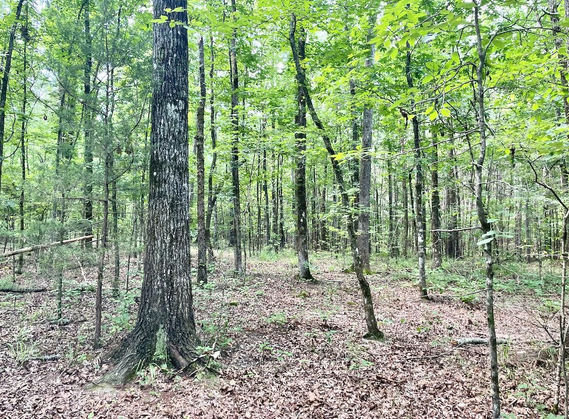 15 acres in Bibb County, Alabama