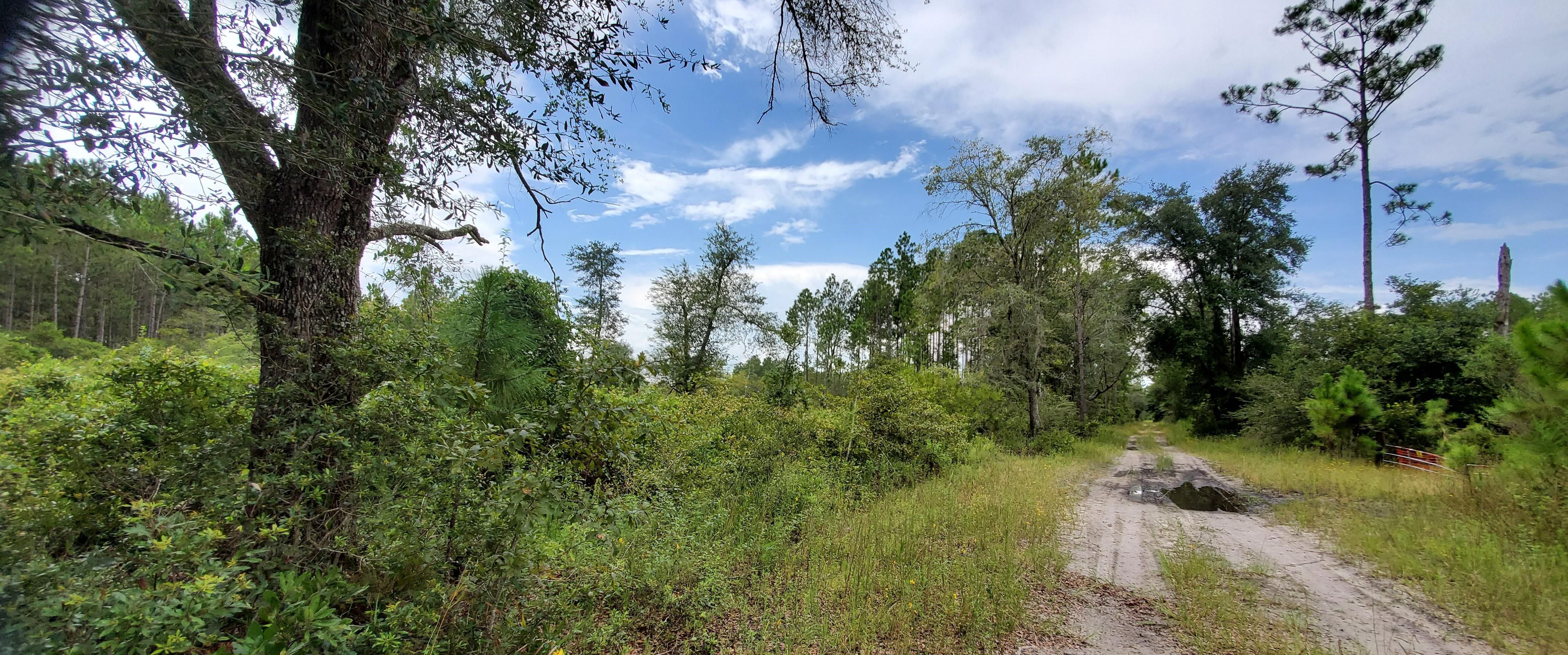 158 acres in Madison County, Florida