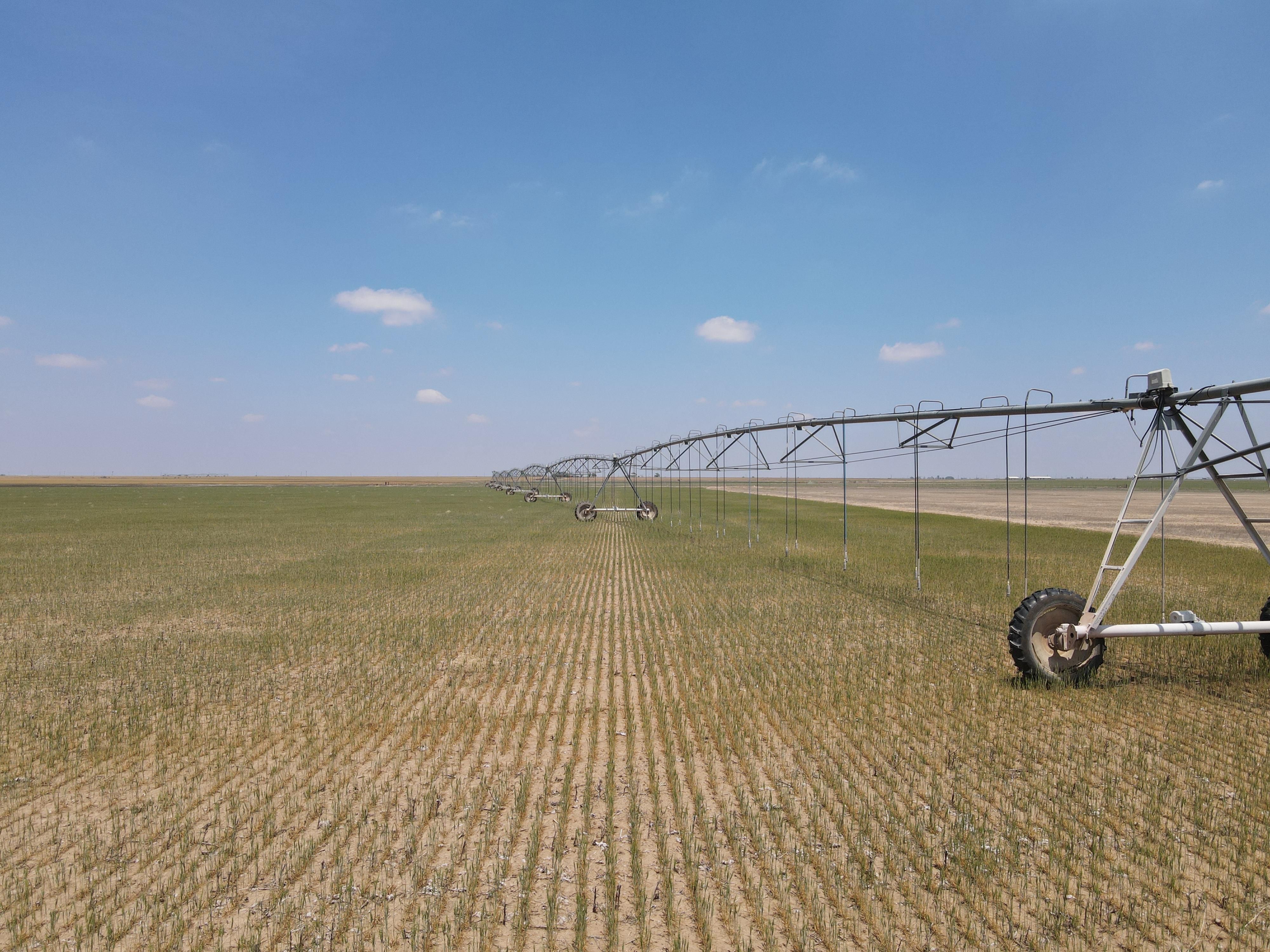 170 acres in Hale County, Texas