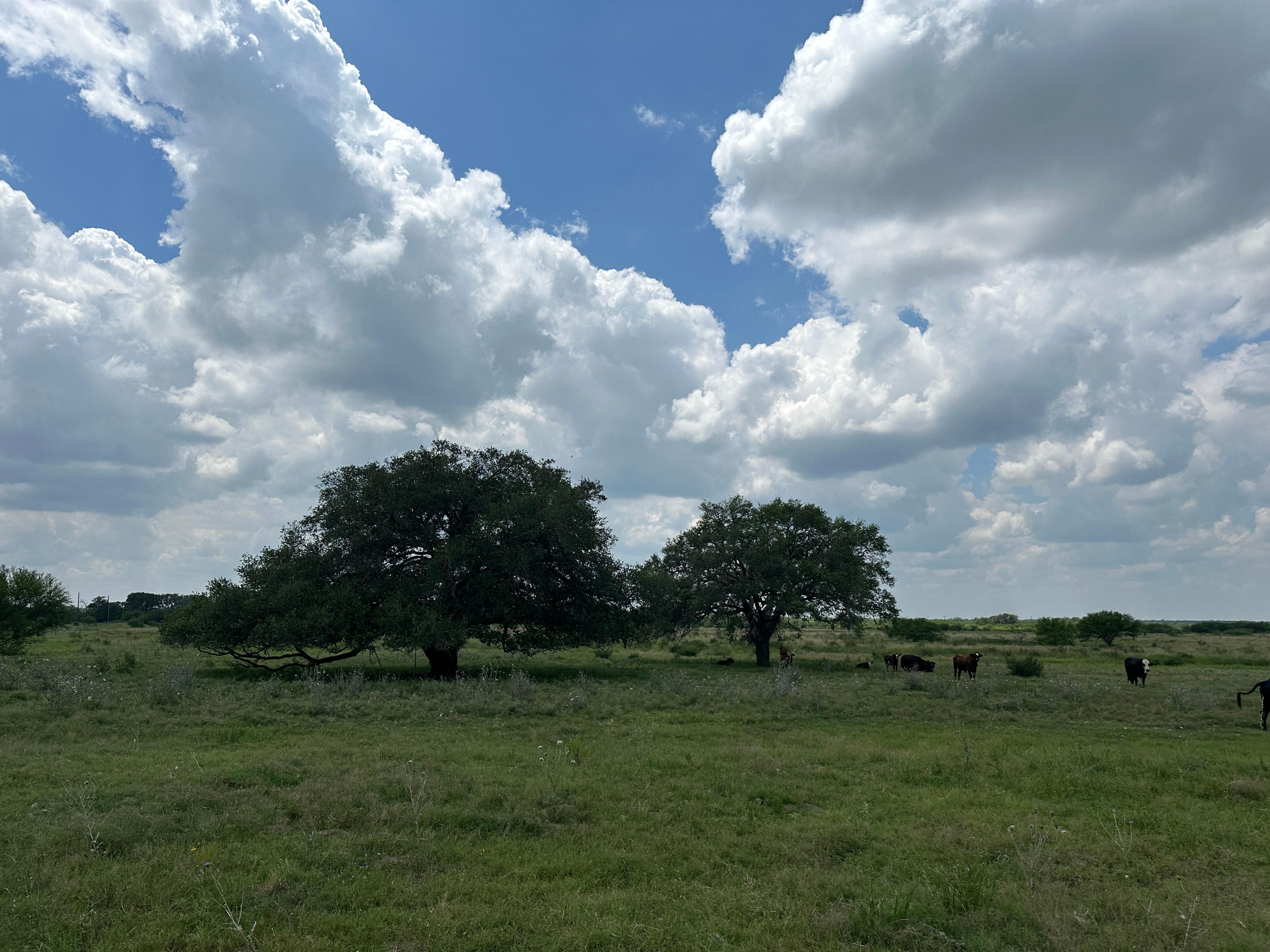 40 acres in Goliad County, Texas