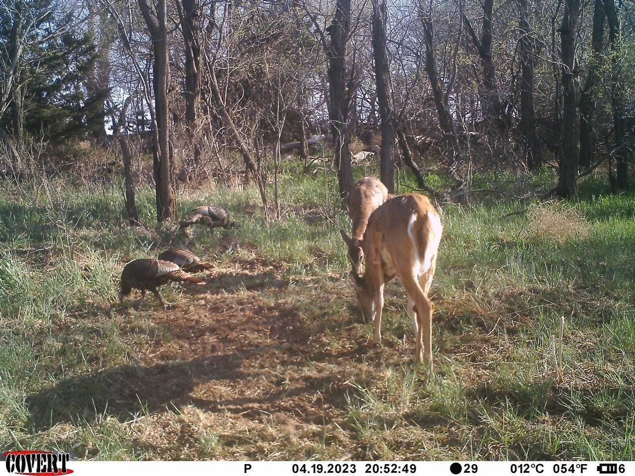 80 acres in Stafford County, Kansas