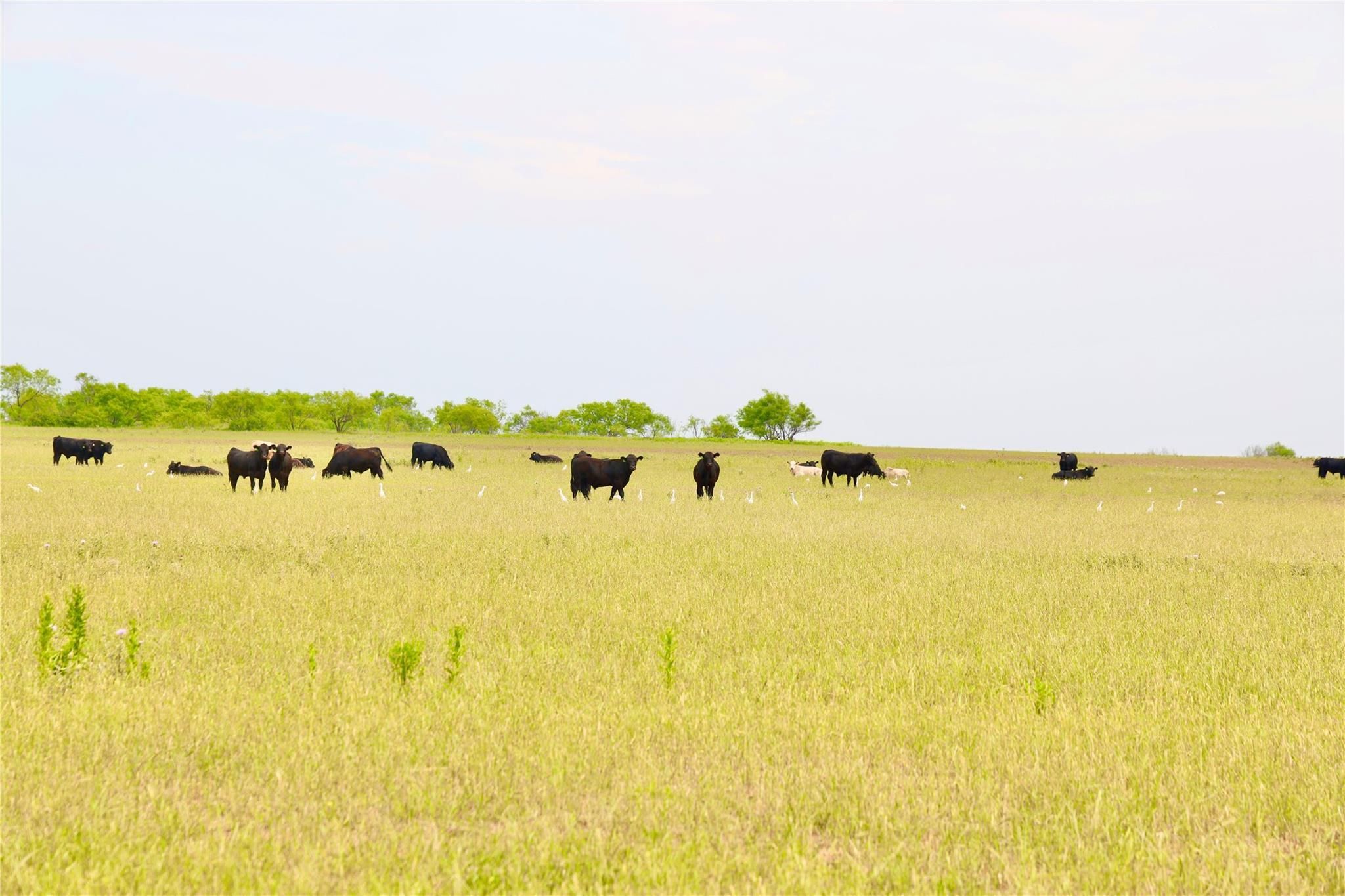 3264 Parkey Rd, Megargel, TX 76370 MLS 20584436