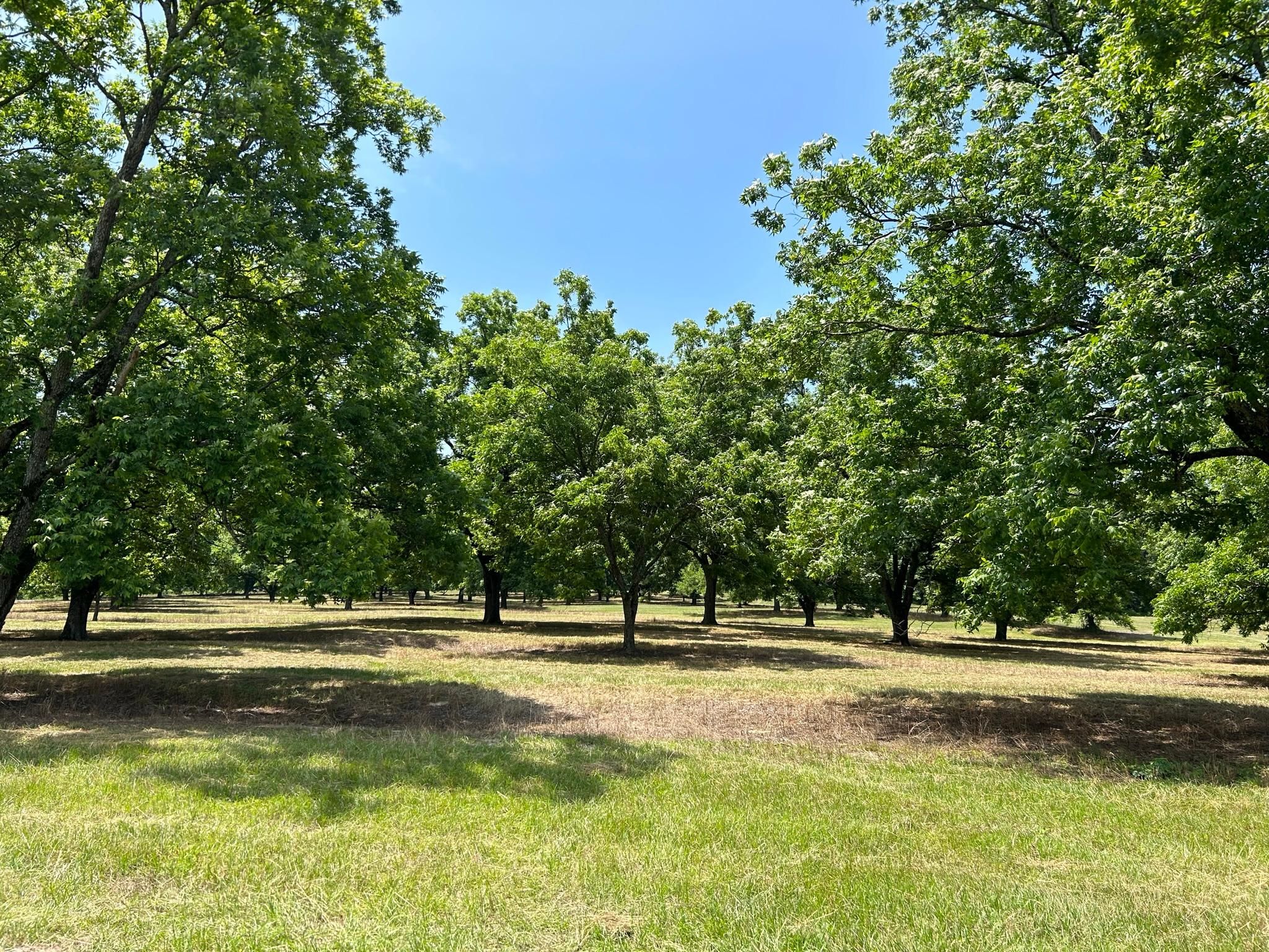 2629 Alabama 51, Louisville, AL 36048