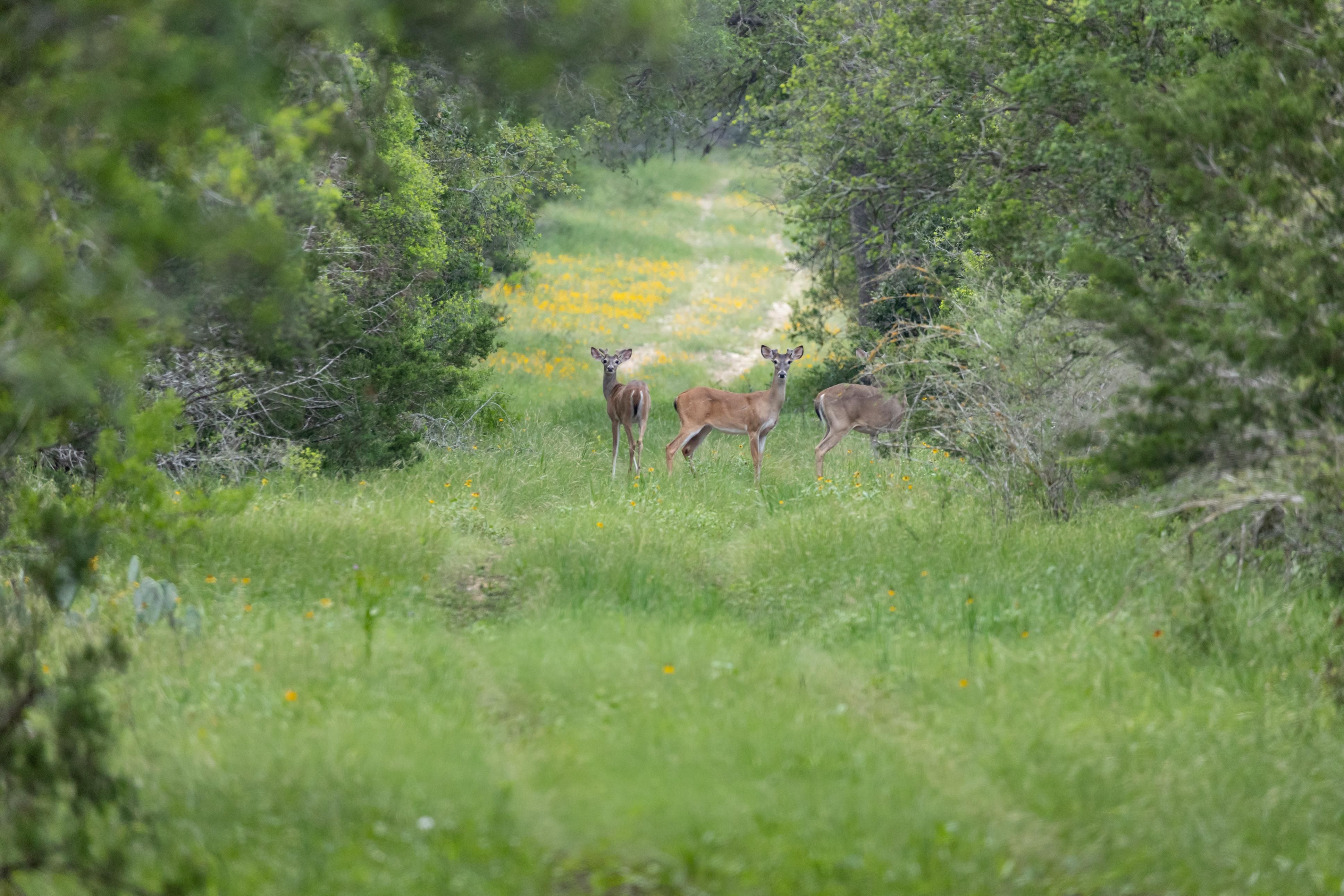 Cr 351, Quihi, TX 78861