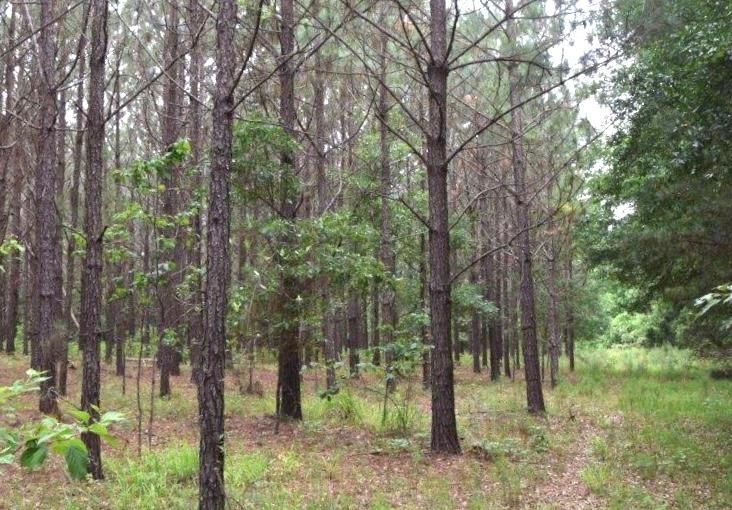 121 acres in Stewart County,