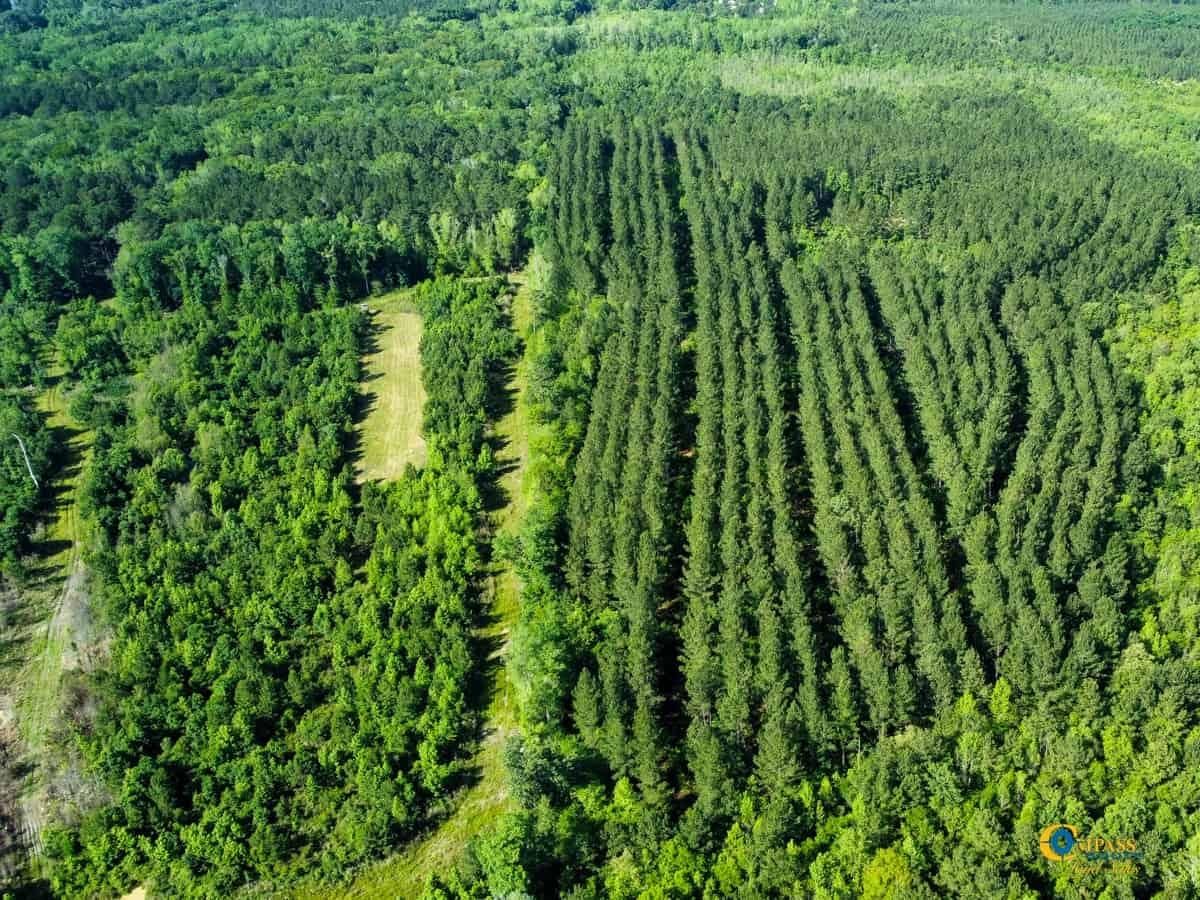 107 acres in Bamberg County, South Carolina