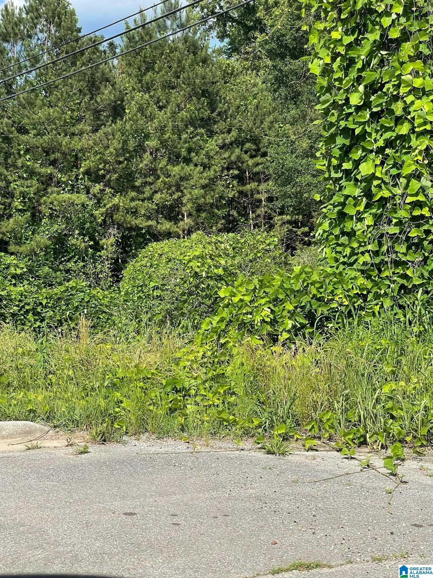 53 acres in Cleburne County, Alabama