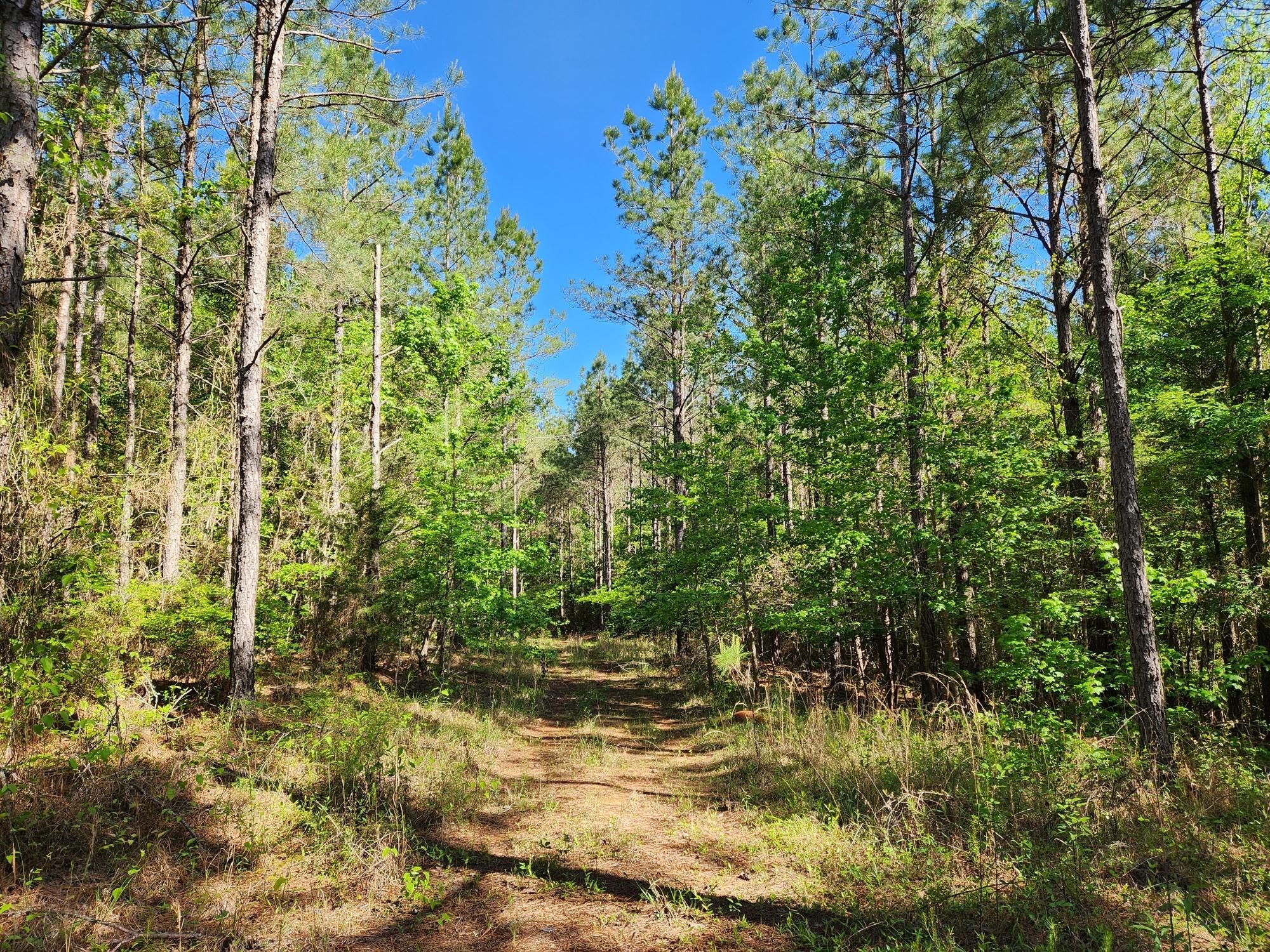 39 acres in Newton County, Mississippi