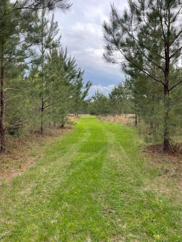 98 acres in Covington County, Alabama