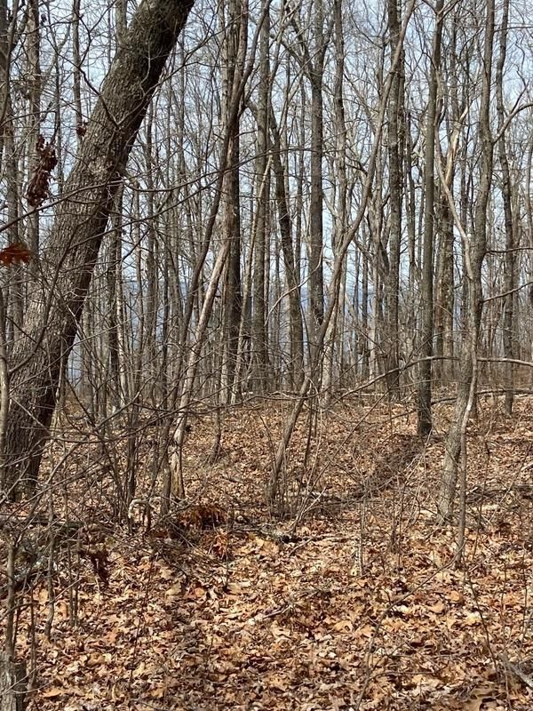 141 acres in Marion County, Tennessee