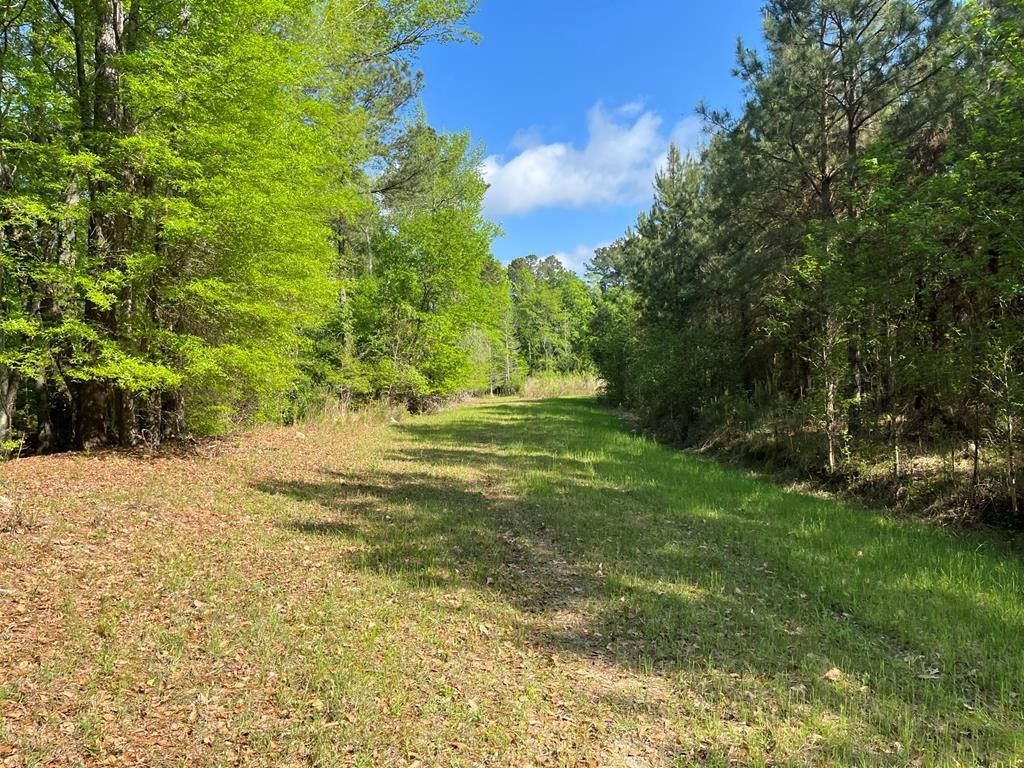 293 acres in Orangeburg County, South Carolina