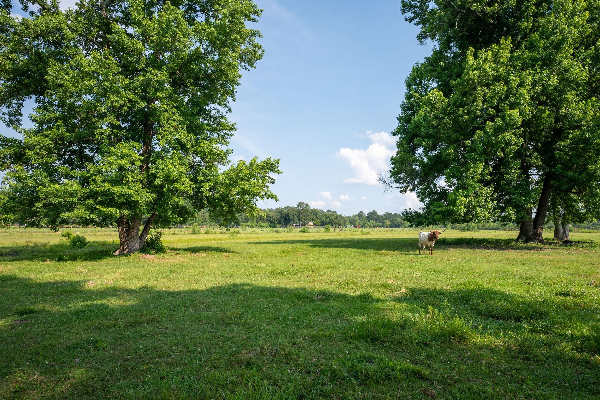 466 County Road 591, Kirbyville, TX 75956