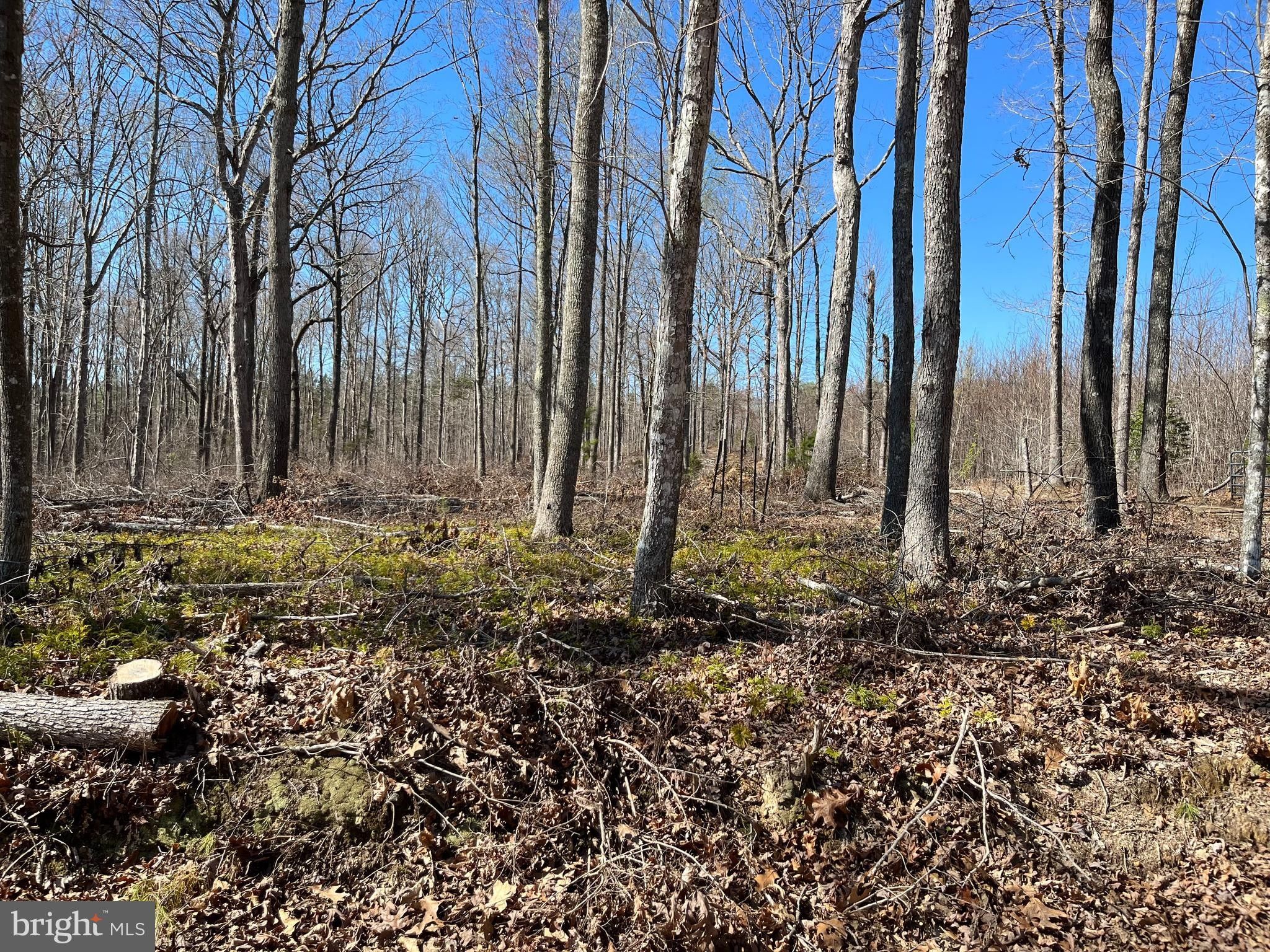 4 acres in Louisa County, Virginia