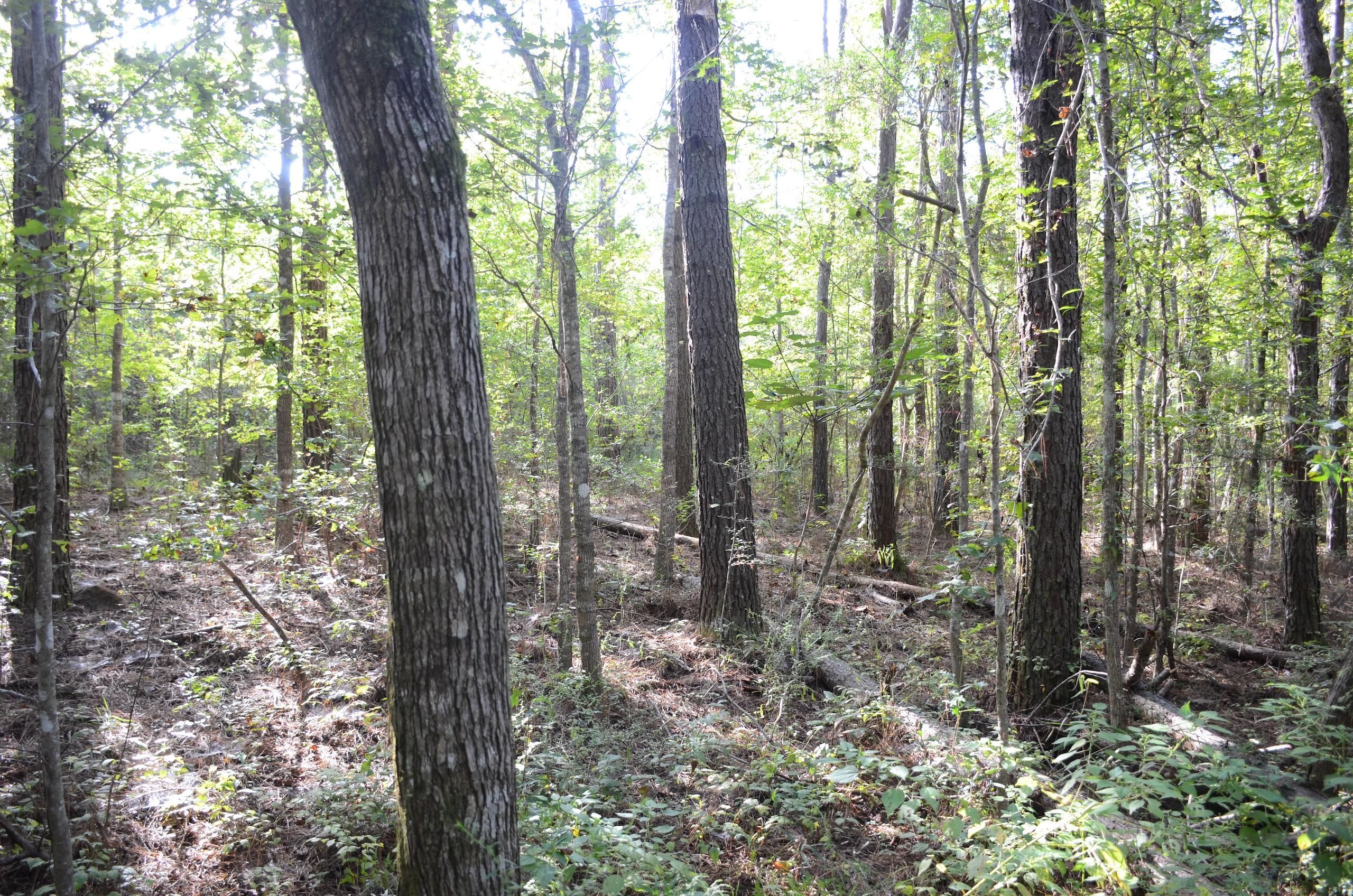 Land For Sale In Tangipahoa Parish - 1dfxaz7