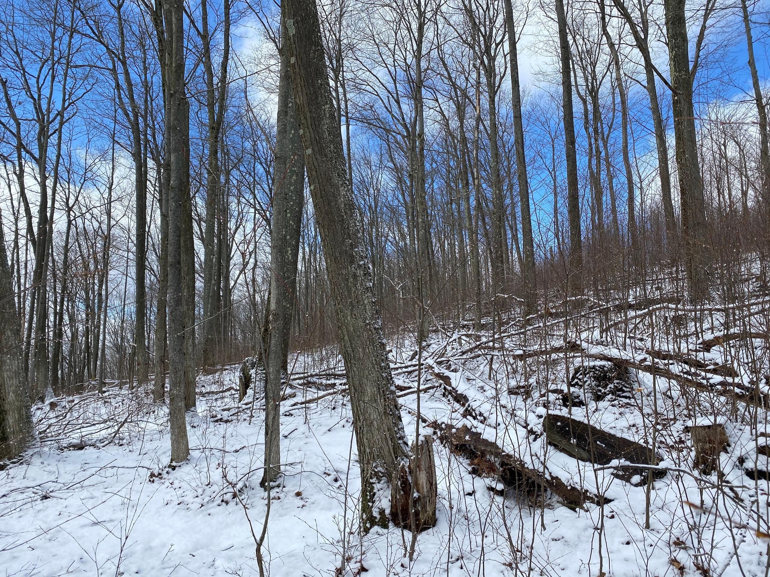 20 acres in McKean County, Pennsylvania