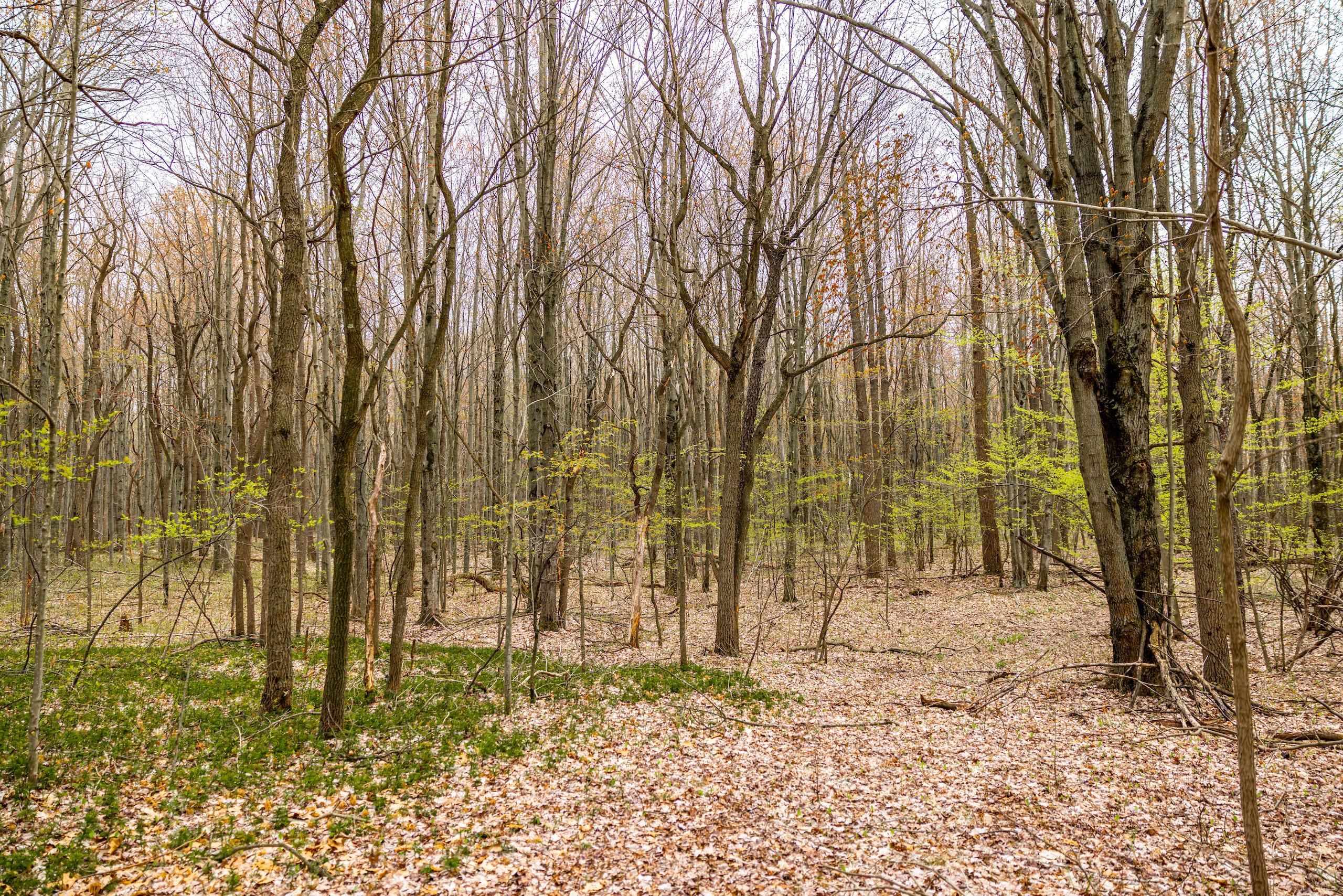 40 acres in Allegan County, Michigan