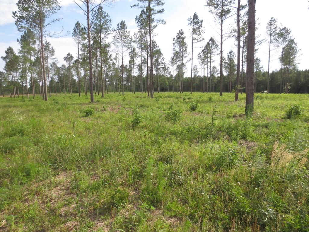 5 acres in Walthall County, Mississippi