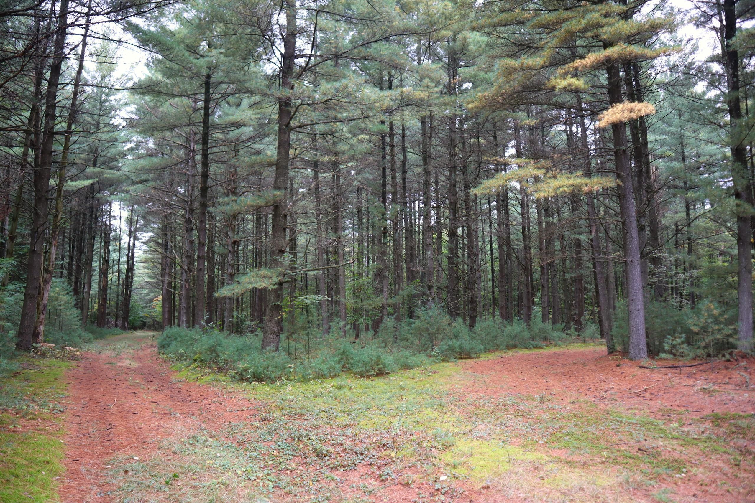 100 acres in Franklin County, New York