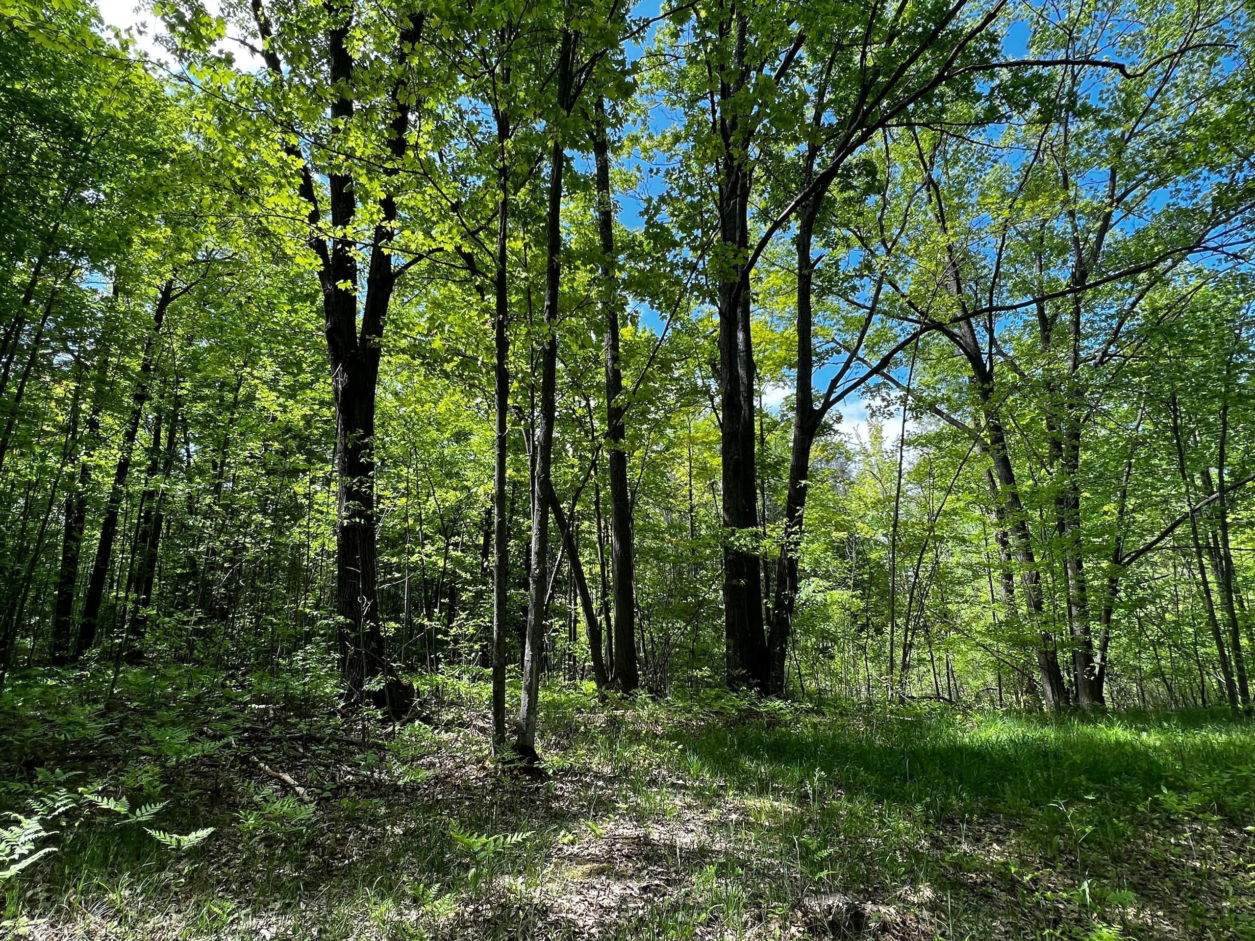 80 acres in Ogemaw County, Michigan