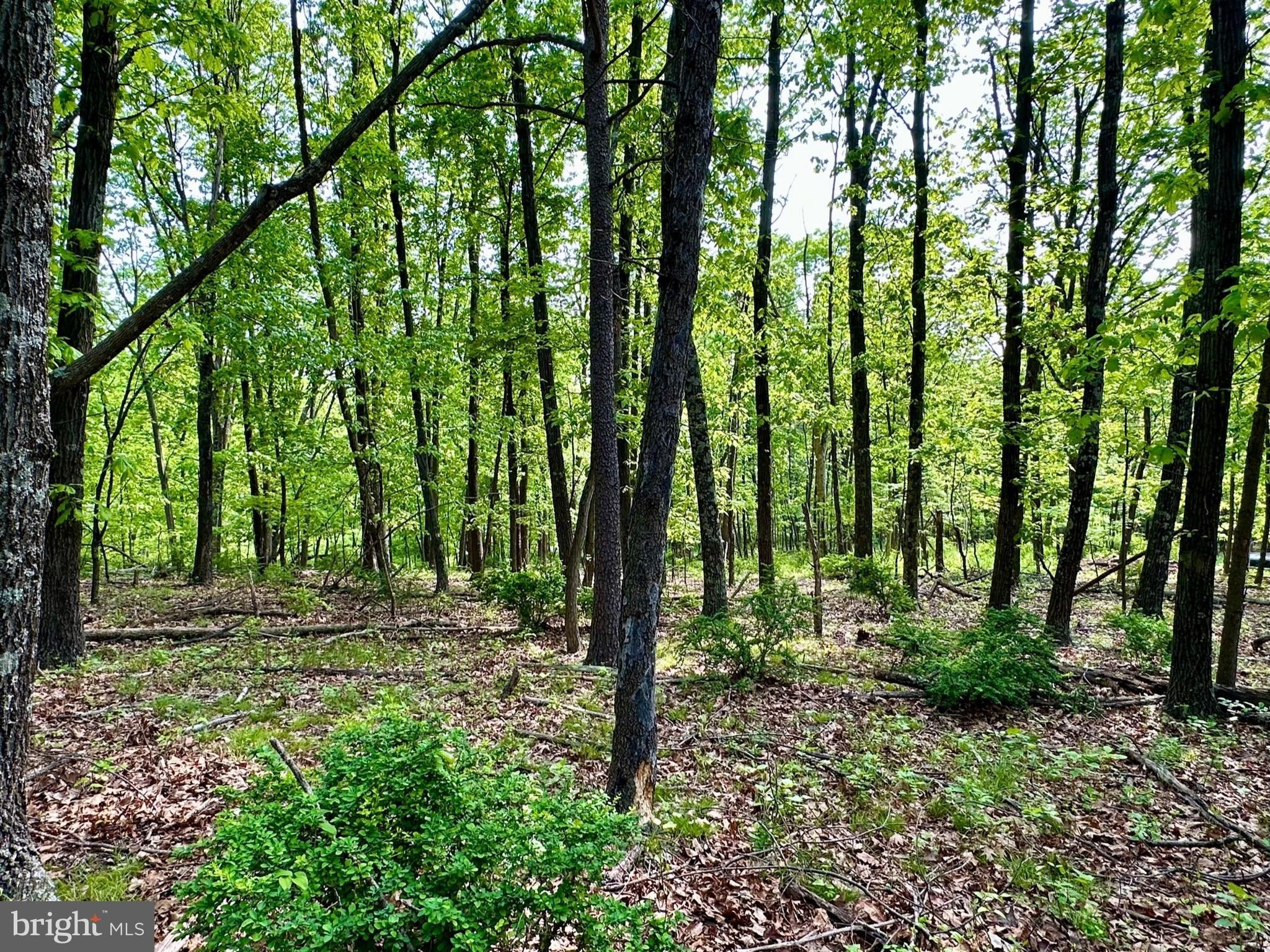 5 acres in Frederick County, Virginia