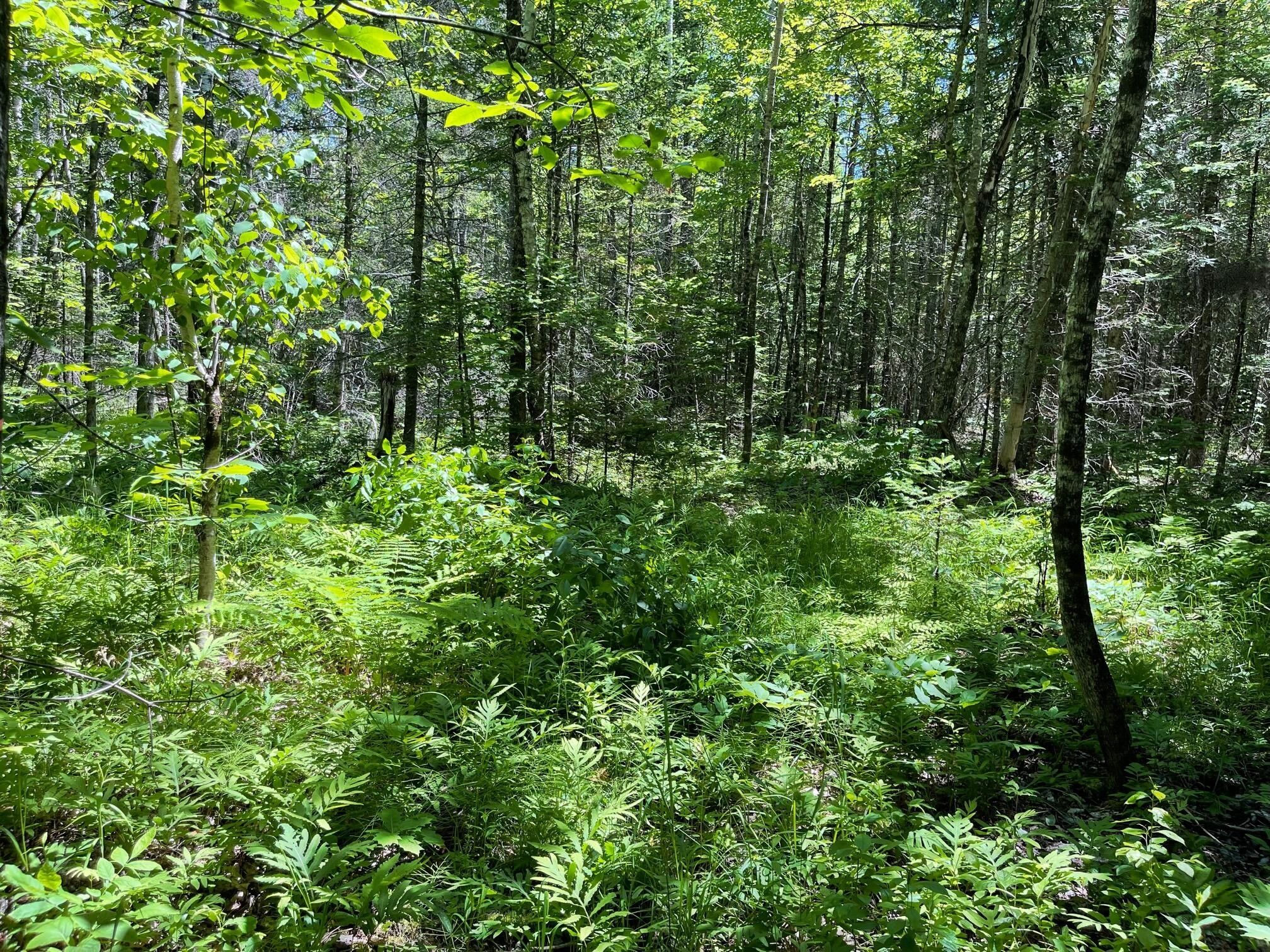 10 acres in Penobscot County, Maine