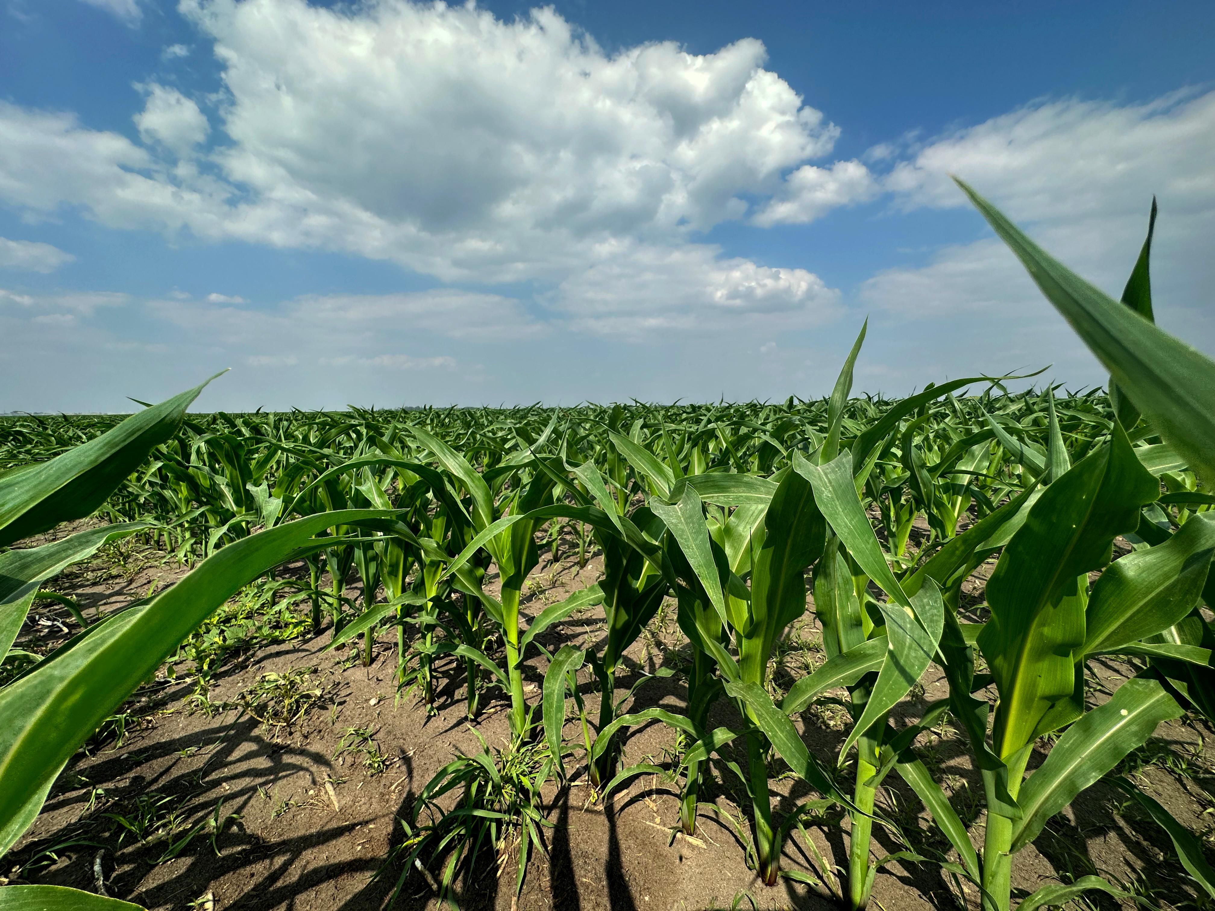 160 acres in Wells County, North Dakota