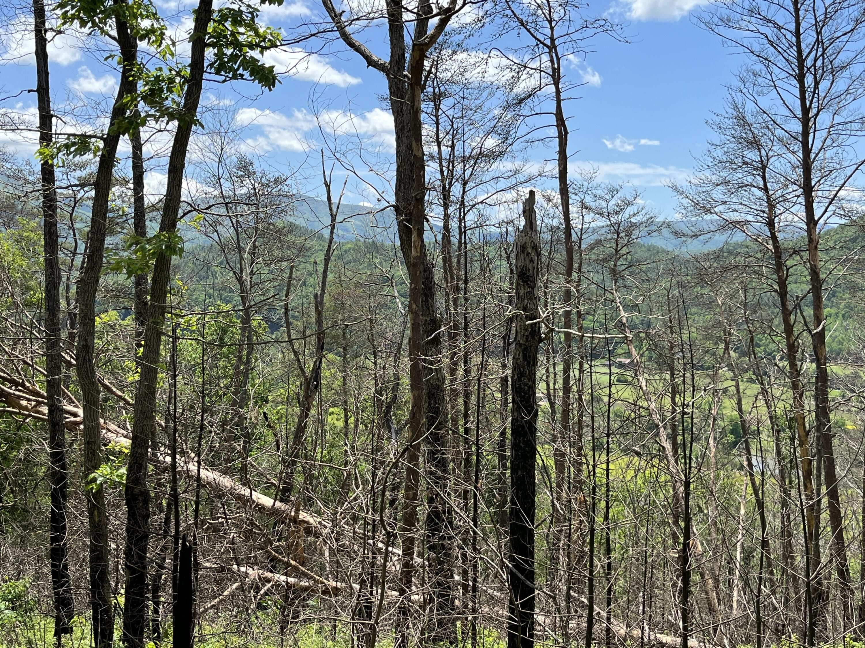 24 acres in Cocke County, Tennessee