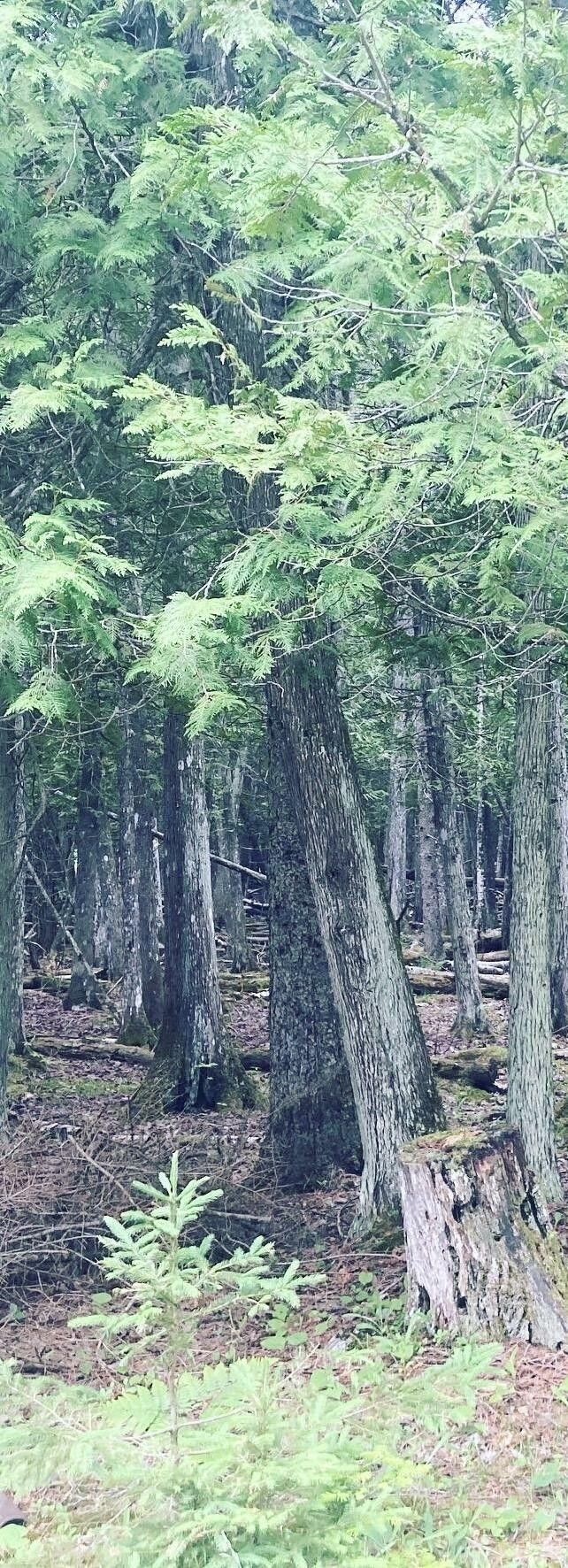 10 acres in Mackinac County, Michigan