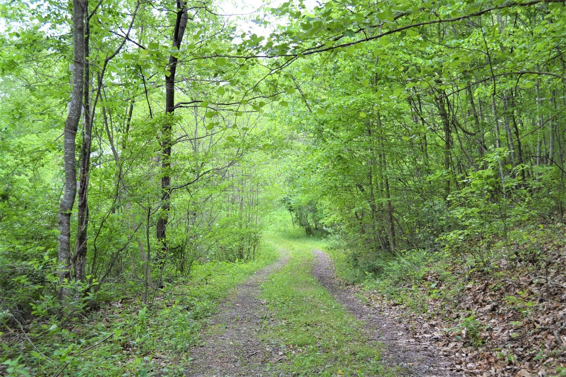 50 acres in Monroe County, West Virginia