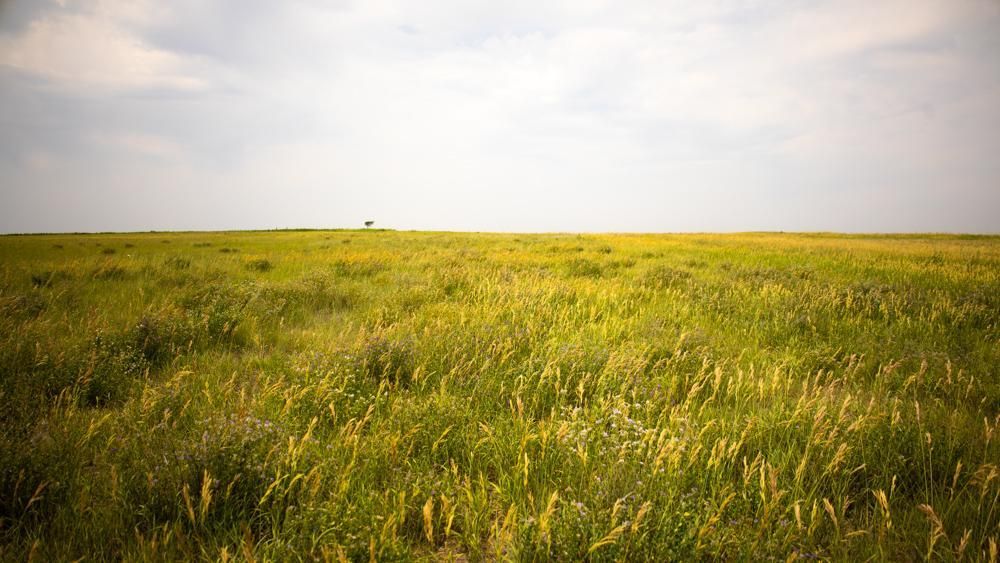 80 acres in Ness County, Kansas