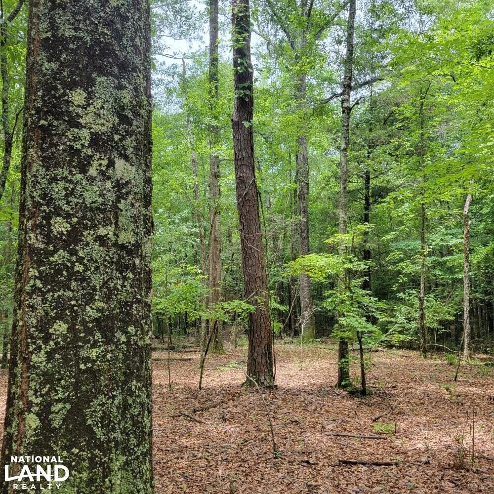 15 acres in Pike County, Alabama