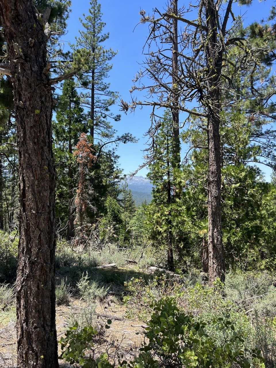 7 acres in Plumas County, California
