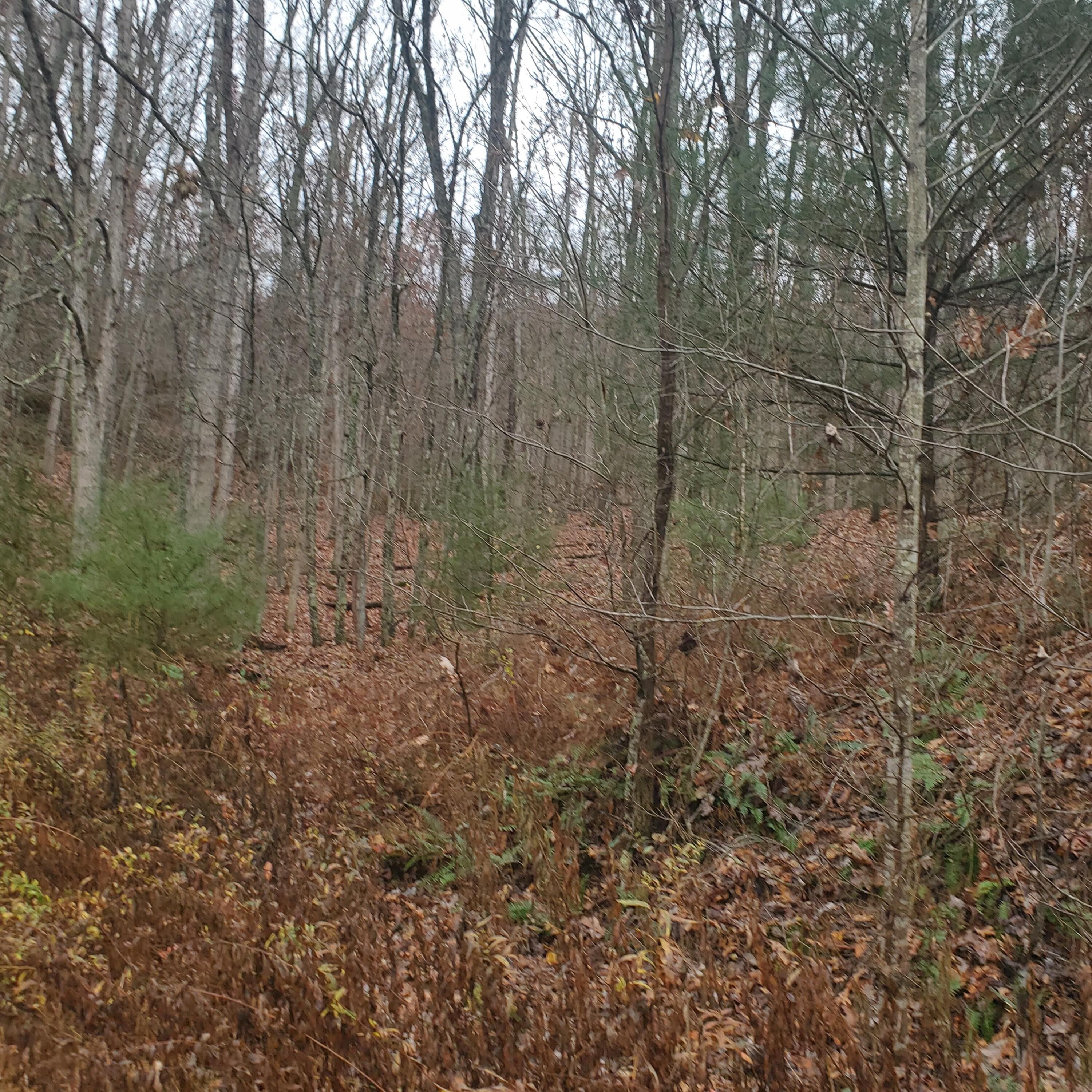 111 acres in Bath County, Virginia