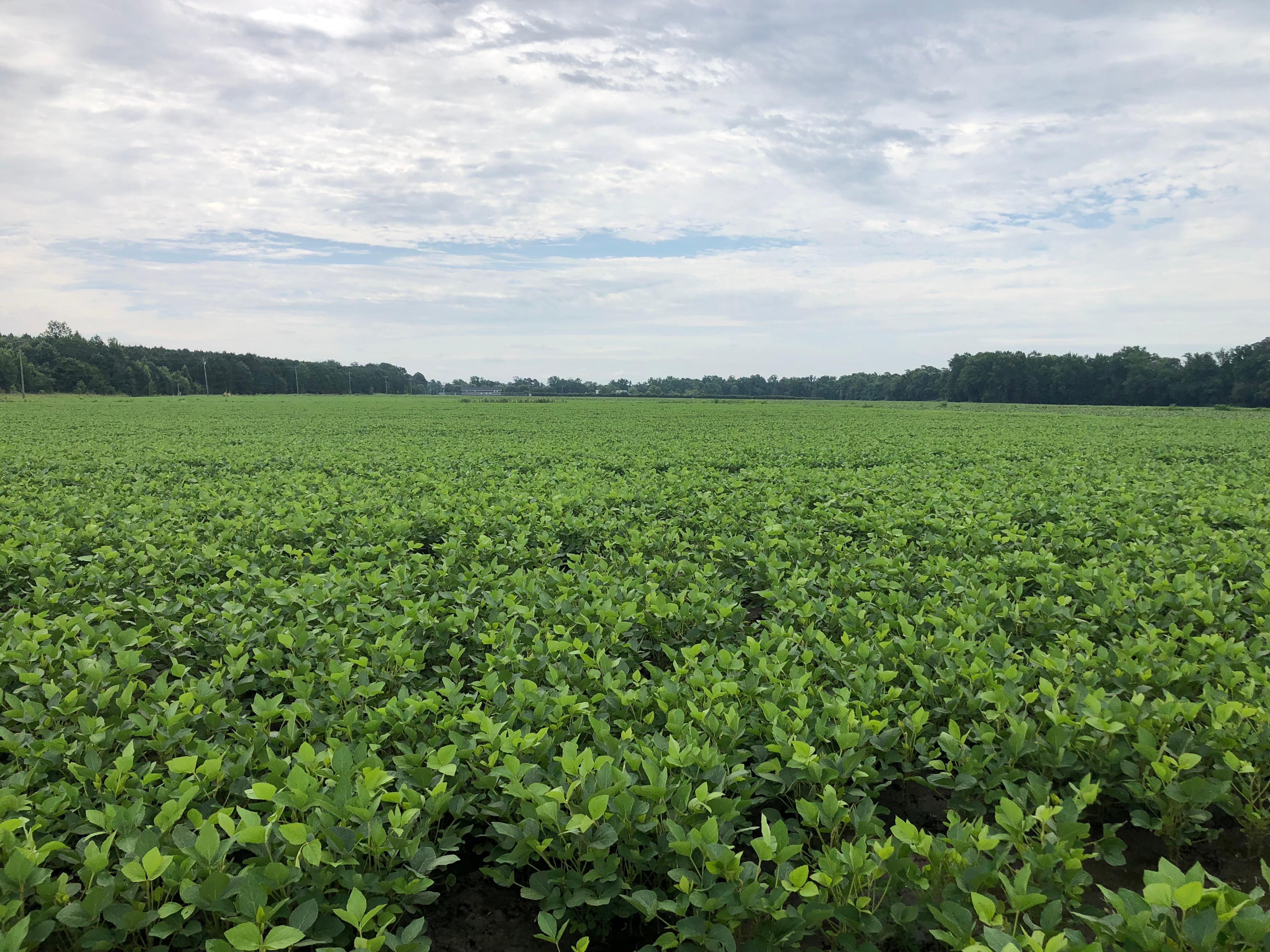 349.35 acres in Greene County, North Carolina