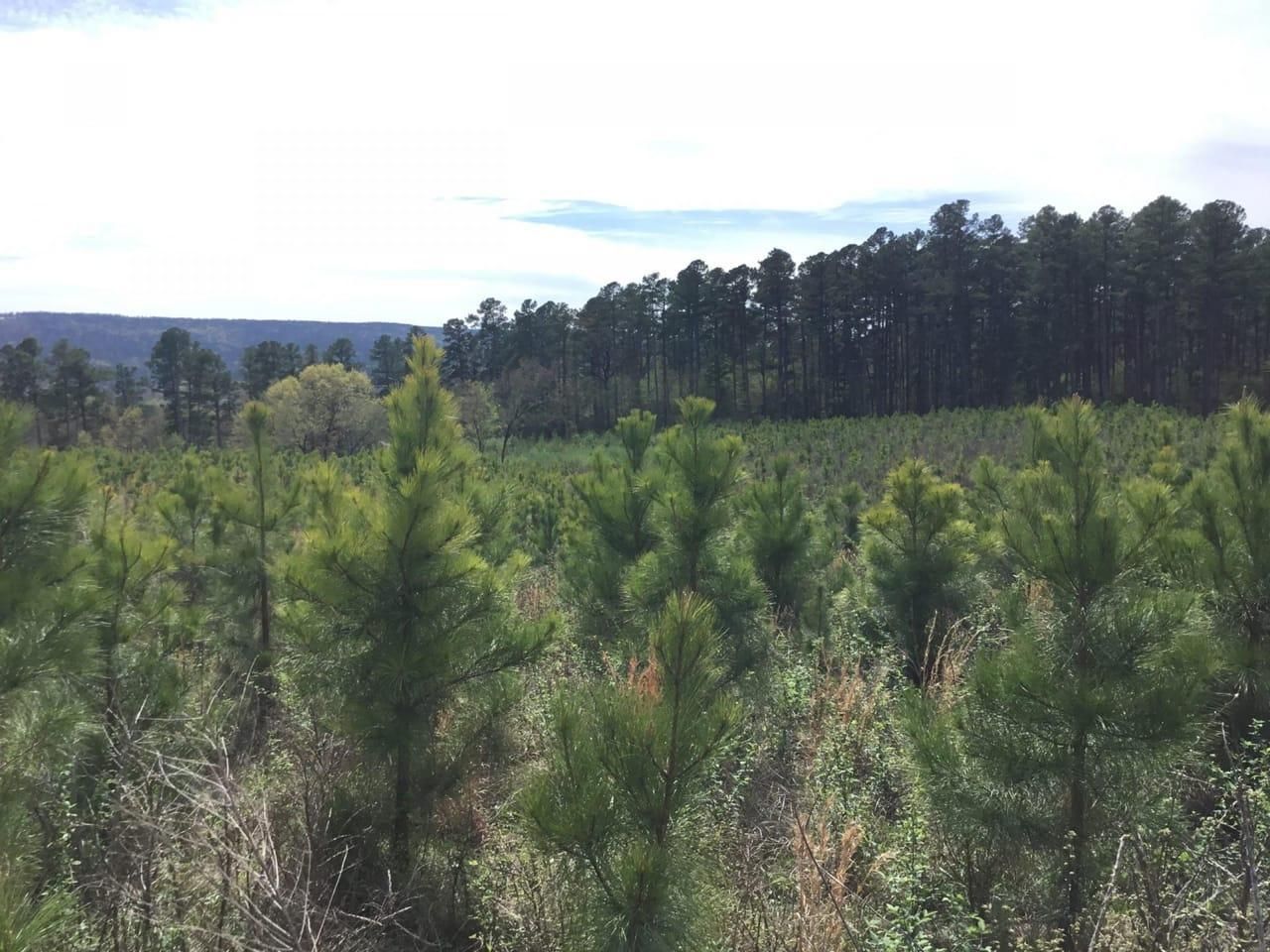 39 acres in Scott County, Arkansas